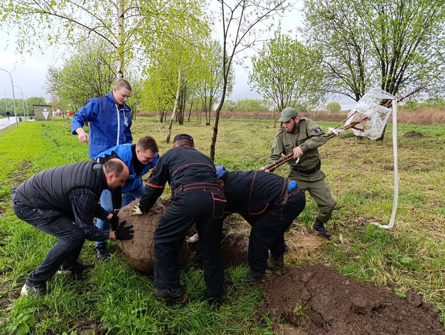 Бронницы, Парк, Бронницкий Луг, Посадка кленов, Благоустройство,