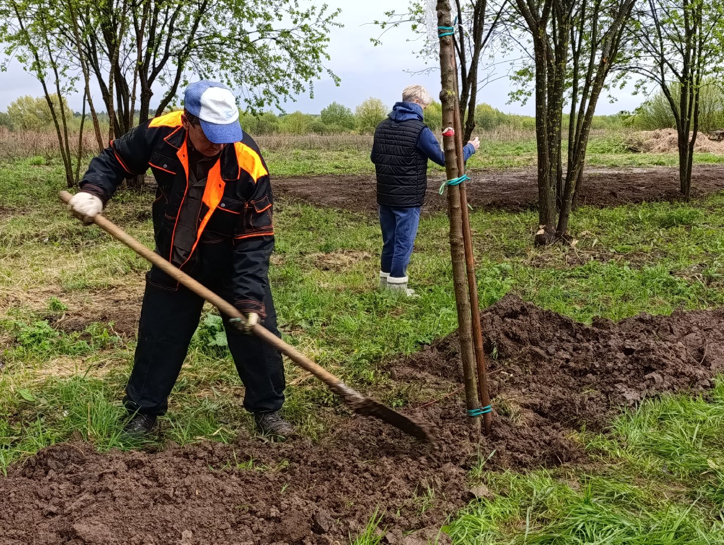 Бронницы, Парк, Бронницкий Луг, Посадка кленов, Благоустройство,