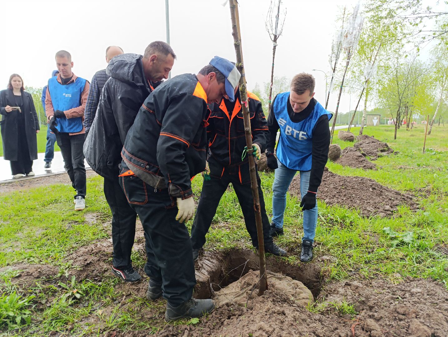 Бронницы, Парк, Бронницкий Луг, Посадка кленов, Благоустройство,