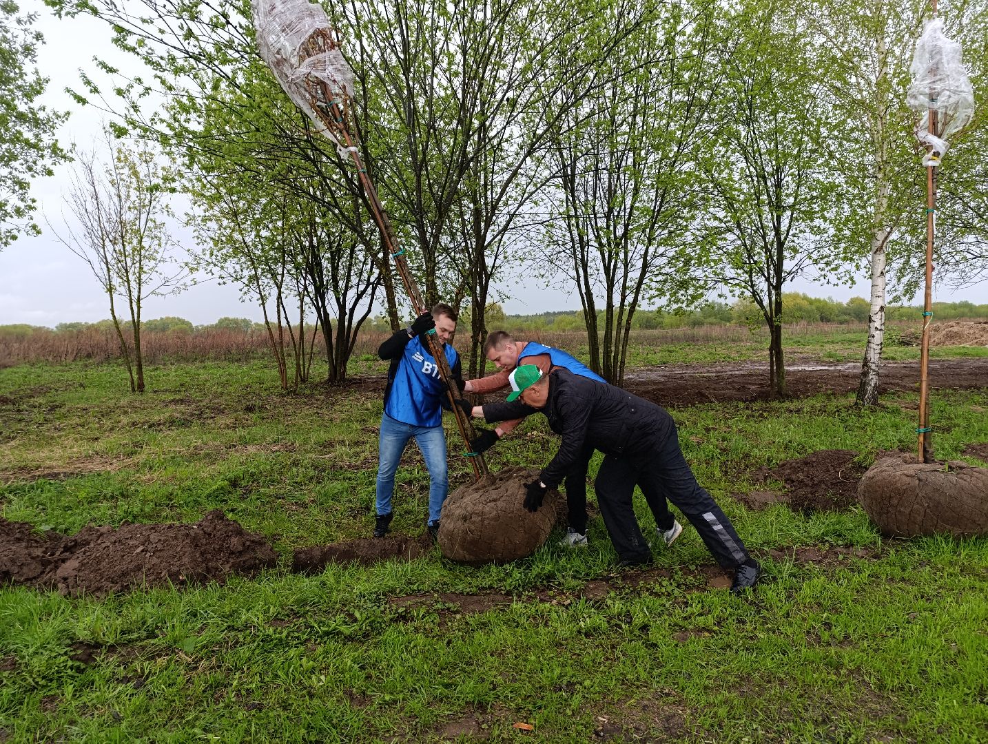 Бронницы, Парк, Бронницкий Луг, Посадка кленов, Благоустройство,