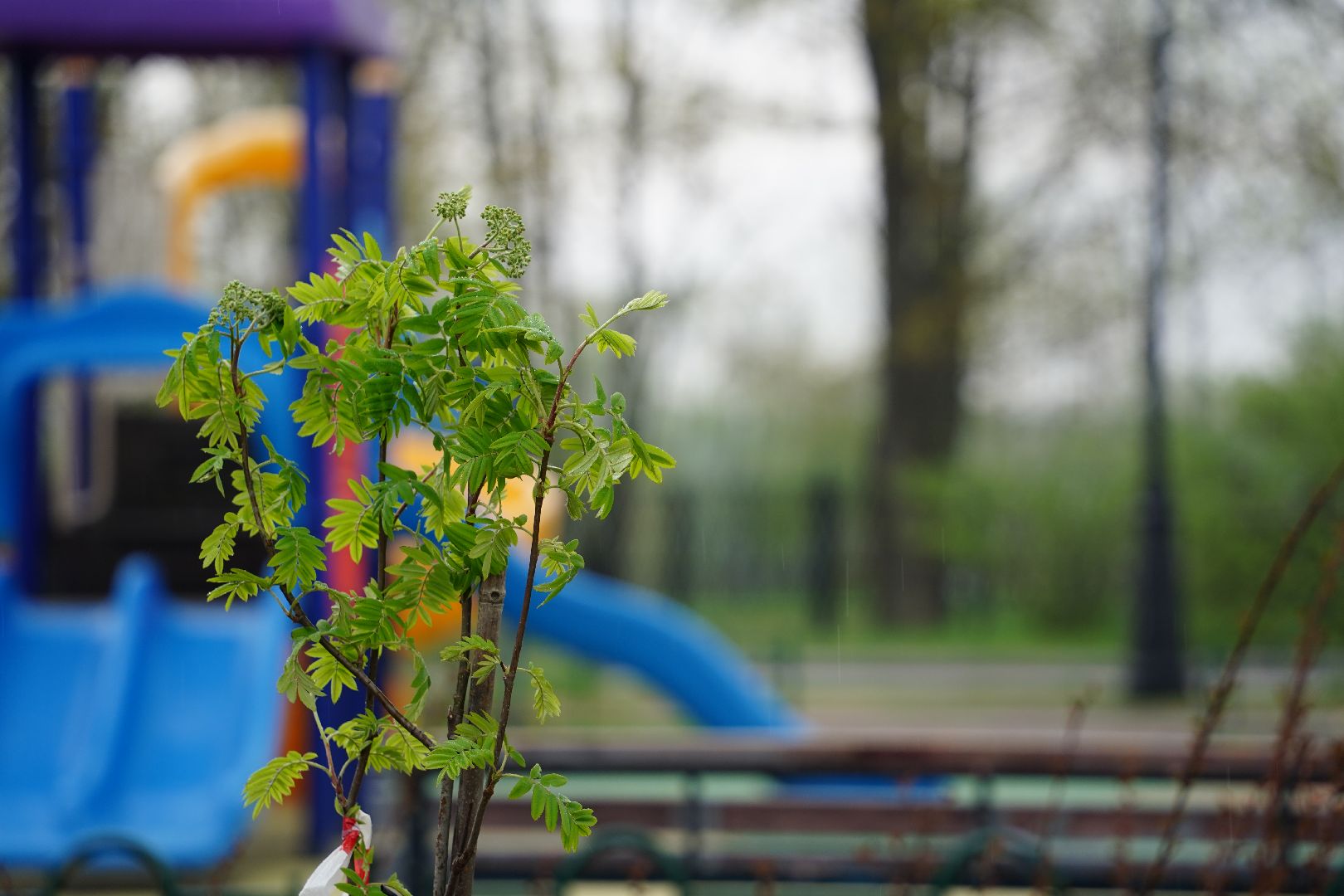 субботник, областной субботник, озеленение двора, Рошаль, Большая Шатура,