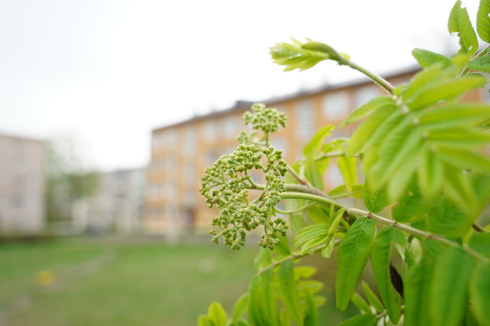 субботник, областной субботник, озеленение двора, Рошаль, Большая Шатура,