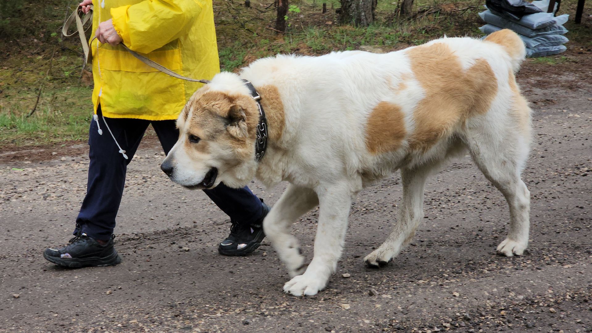 субботник, лес, лесничество, уборка, областной субботник, егорьевск, Бреховская,