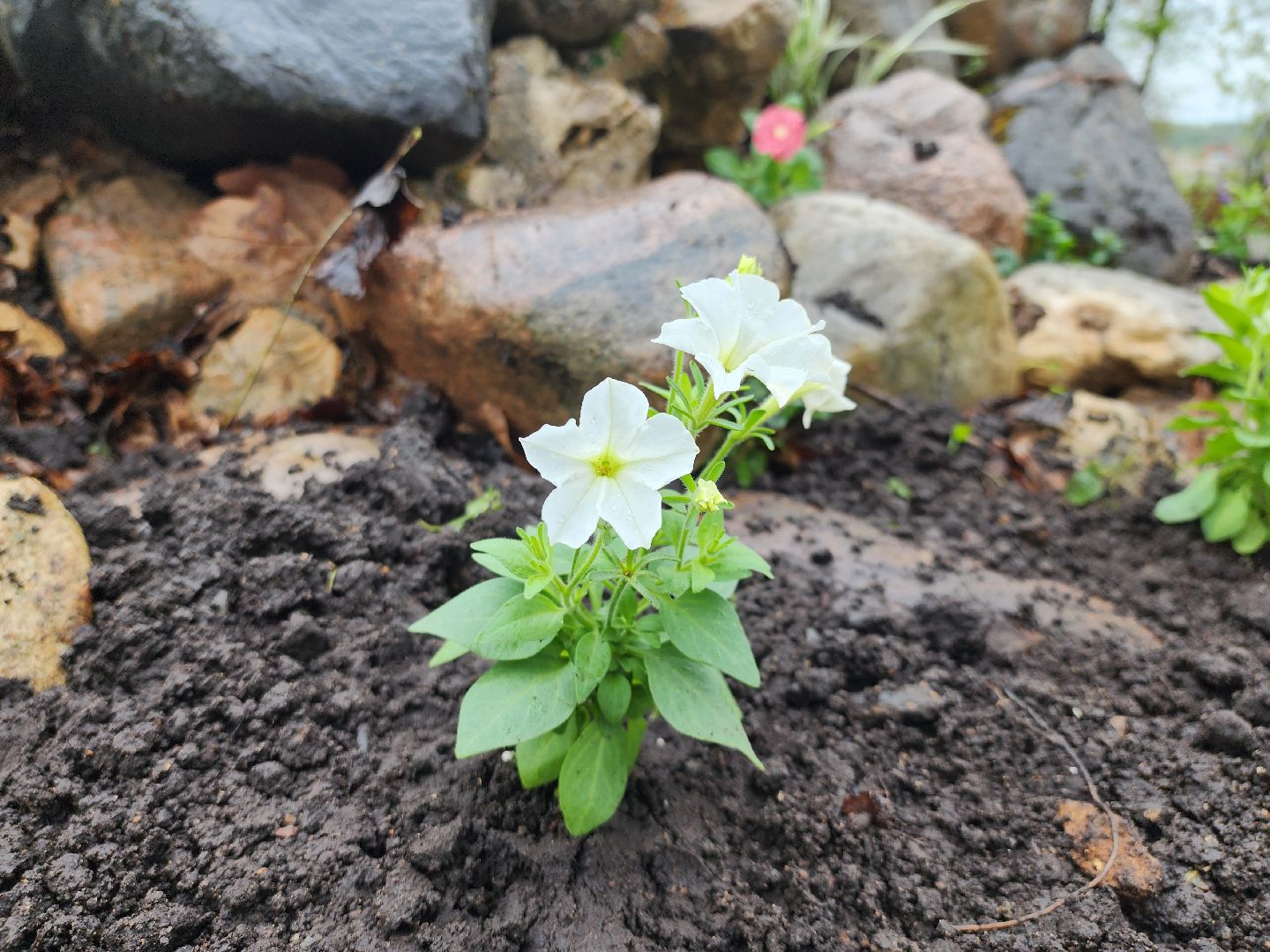 Субботник, общеобластной субботник, день добрых дел, парк городок, Руза, Рузский округ, Московская область,