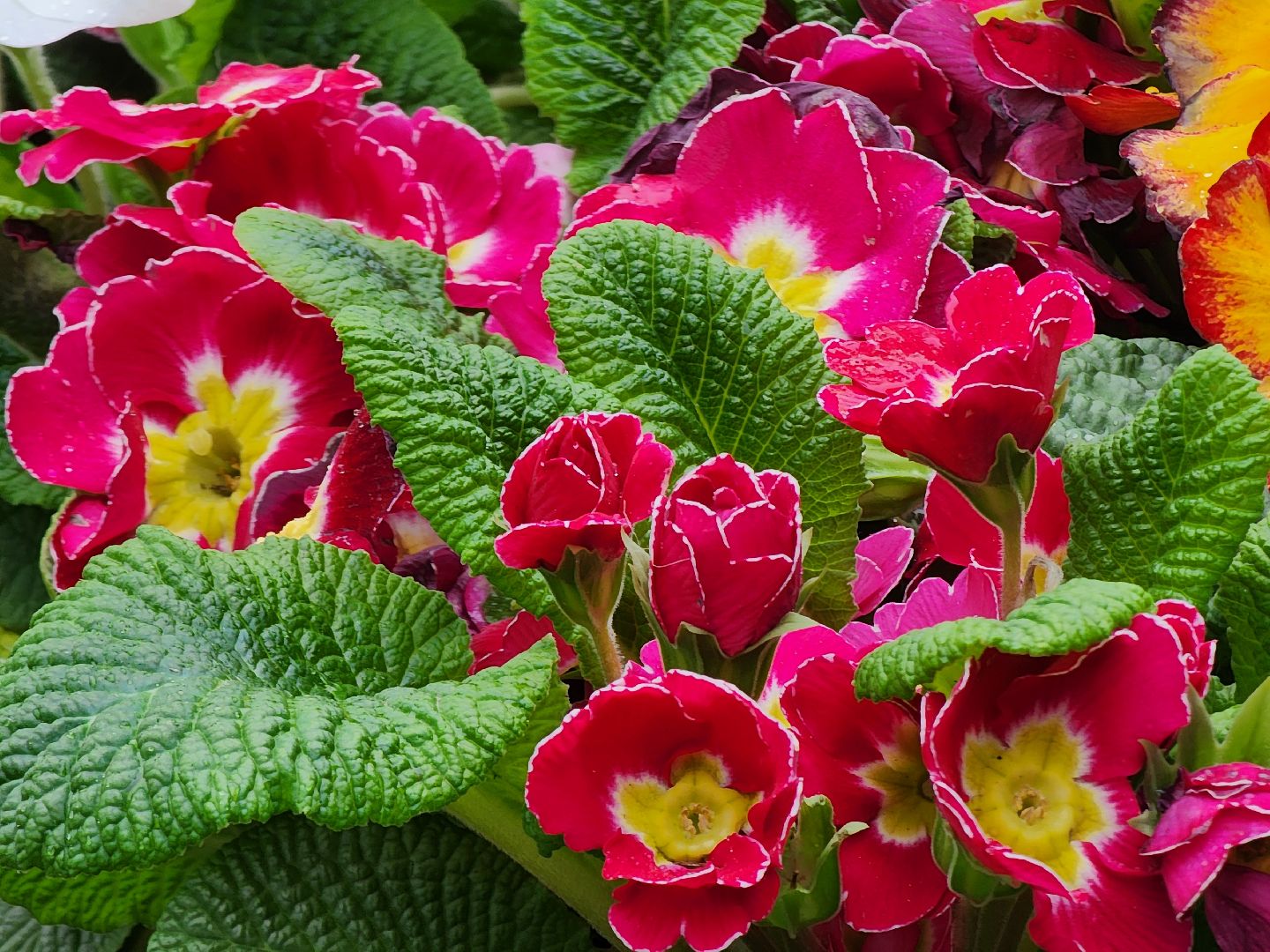 Субботник, общеобластной субботник, день добрых дел, парк городок, Руза, Рузский округ, Московская область,