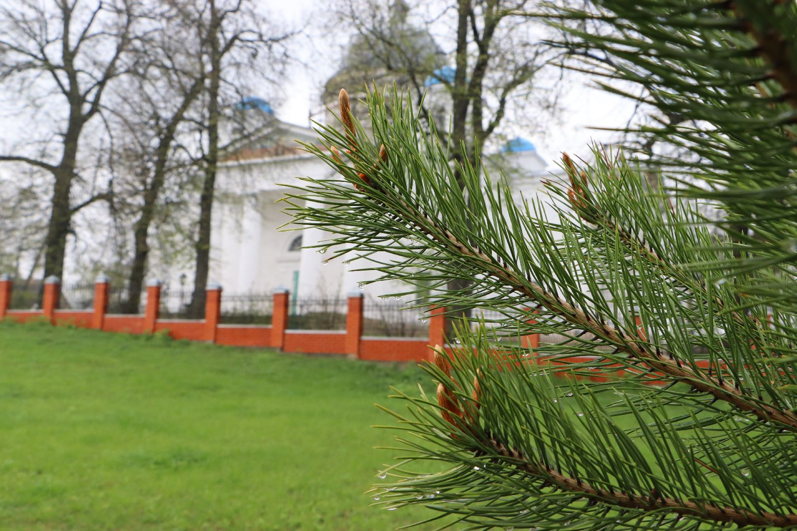 Серебряные Пруды, сквер к 100-летию Серебряно-Прудского района, сосны, посадка деревьев, день добрых дел, общеобластной субботник,