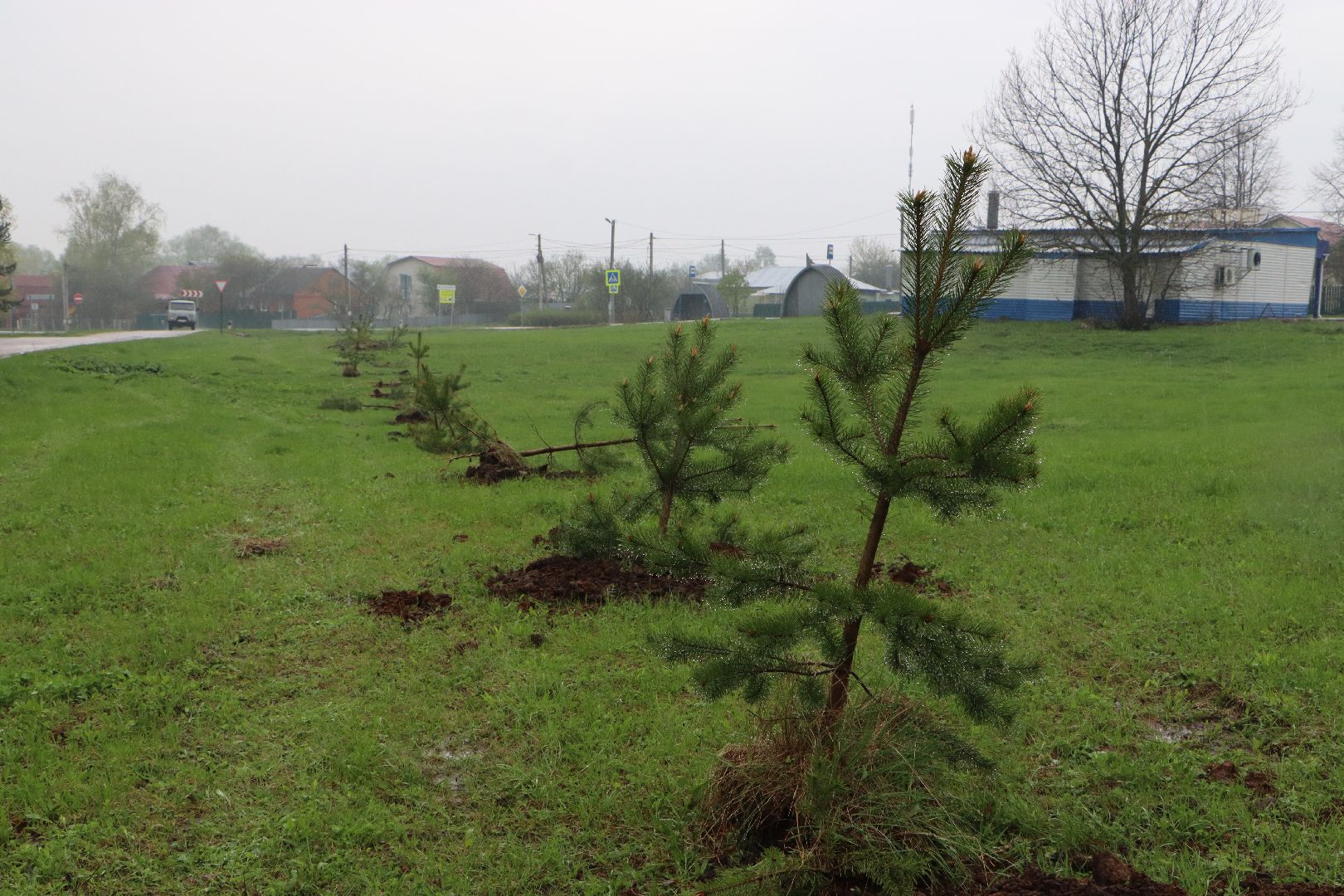 Серебряные Пруды, сквер к 100-летию Серебряно-Прудского района, сосны, посадка деревьев, день добрых дел, общеобластной субботник,