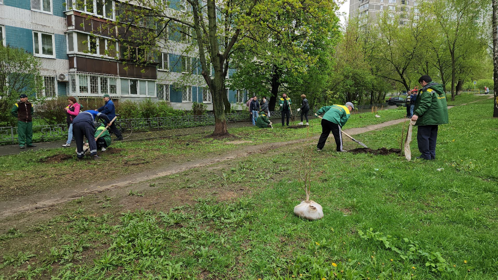 субботник, посадка деревьев, день добрых дел,