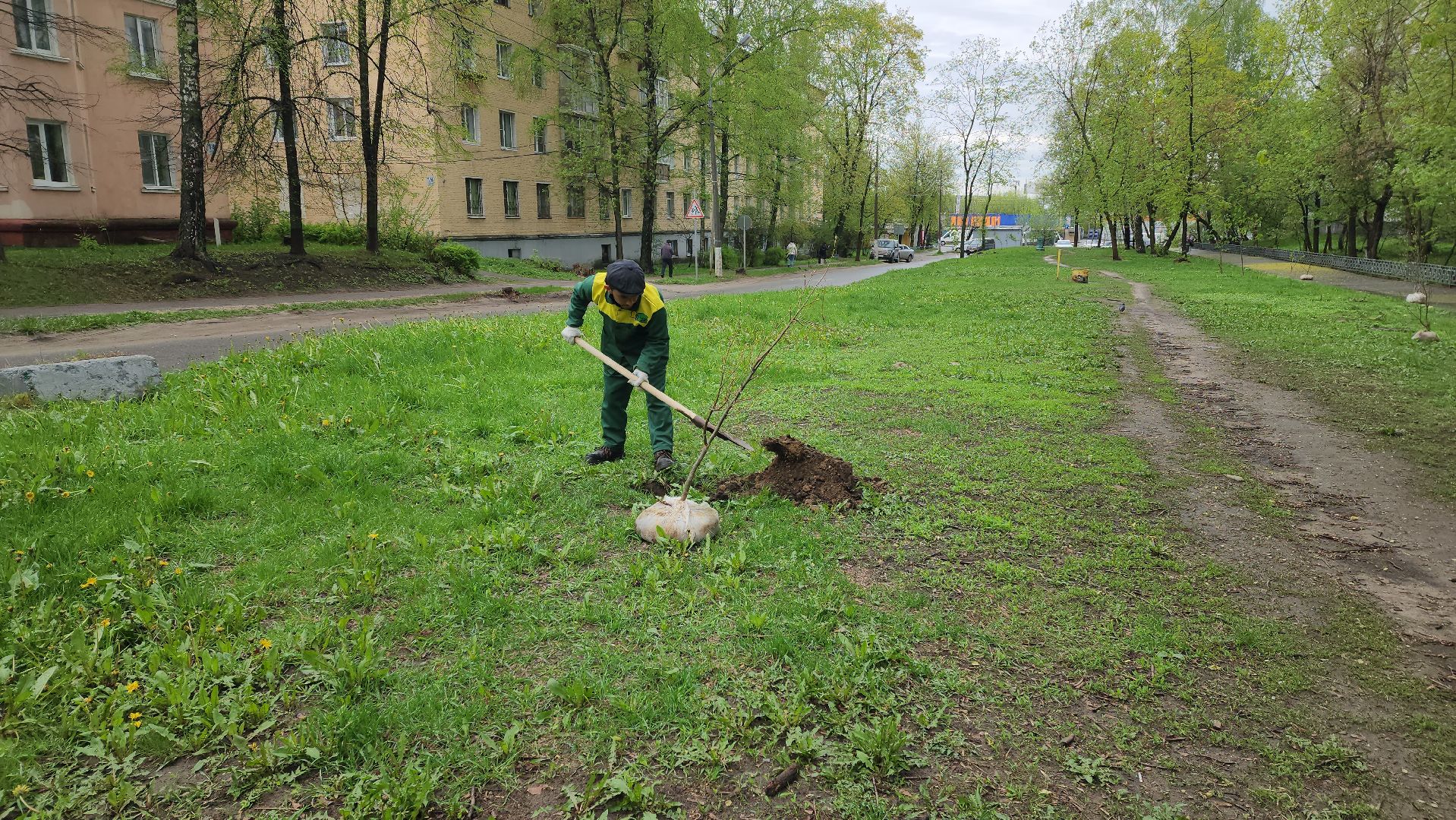 субботник, посадка деревьев, день добрых дел,