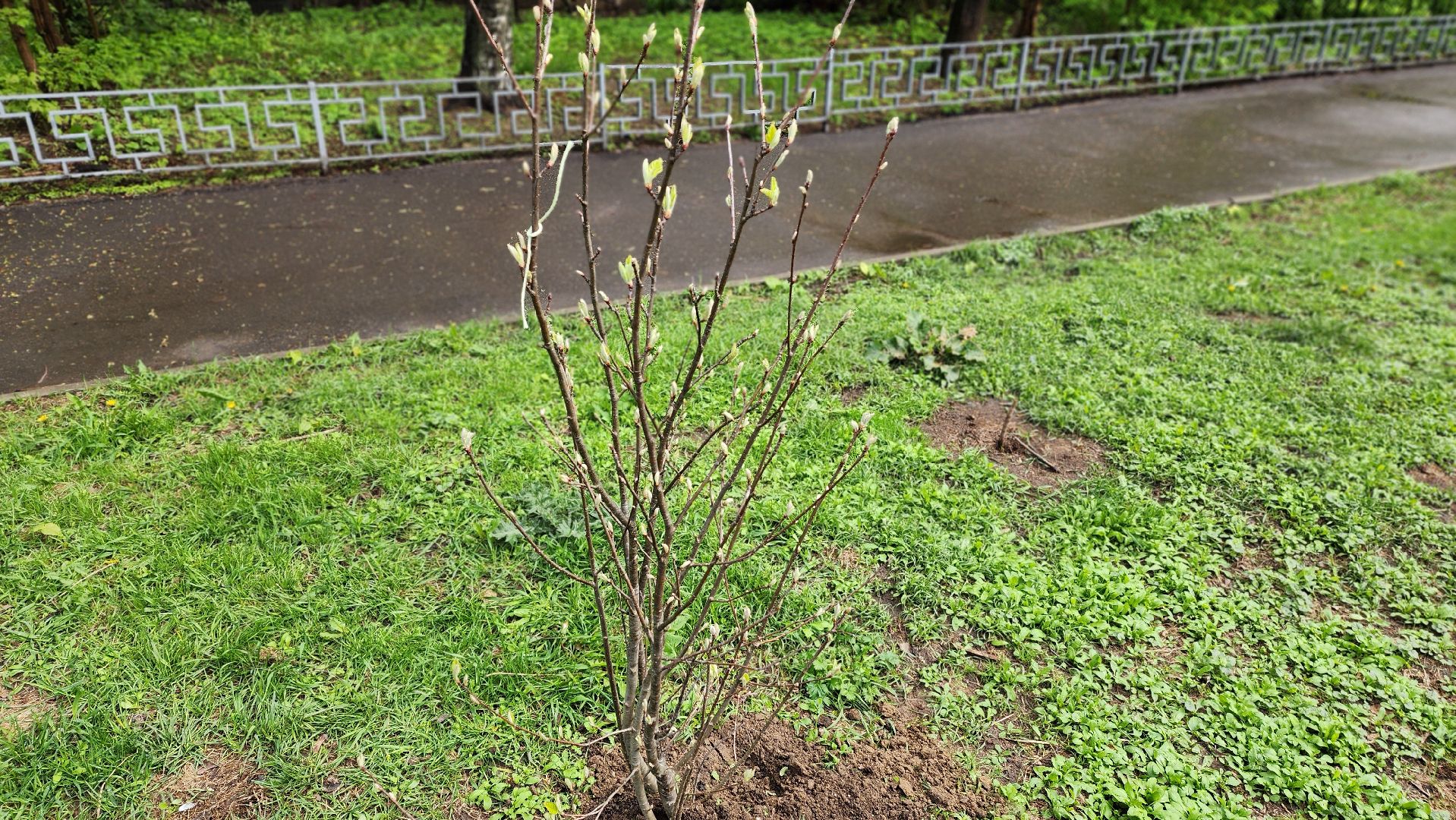 субботник, посадка деревьев, день добрых дел,