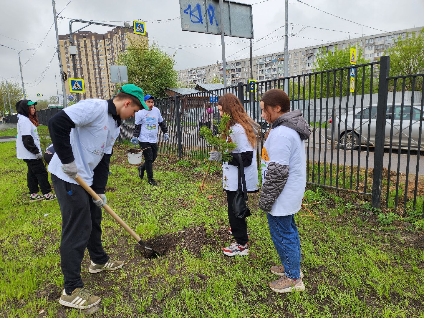 день добрых дел, ногинск, школа, посадка деревьев, сосновая аллея,