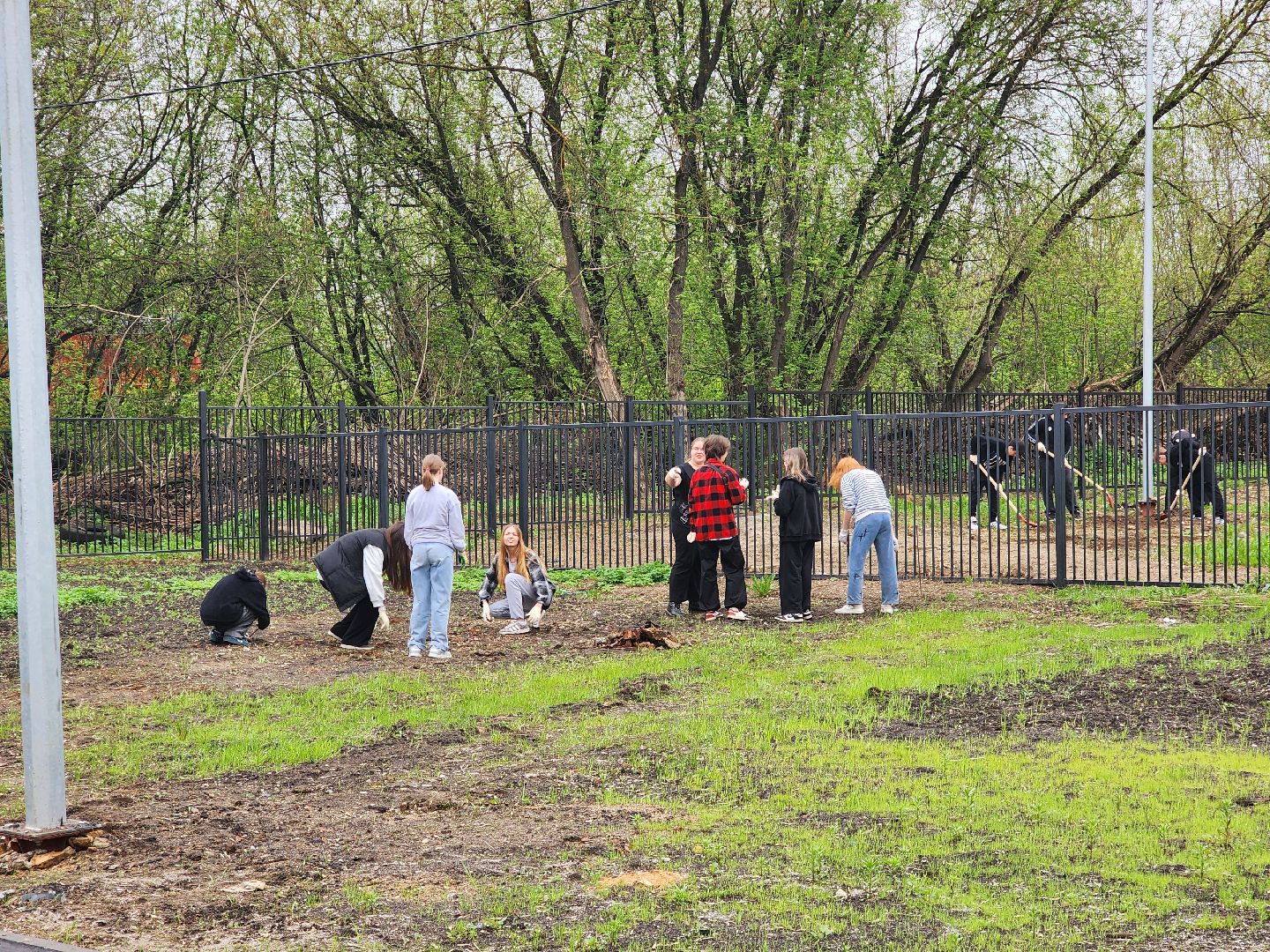 день добрых дел, ногинск, школа, посадка деревьев, сосновая аллея,