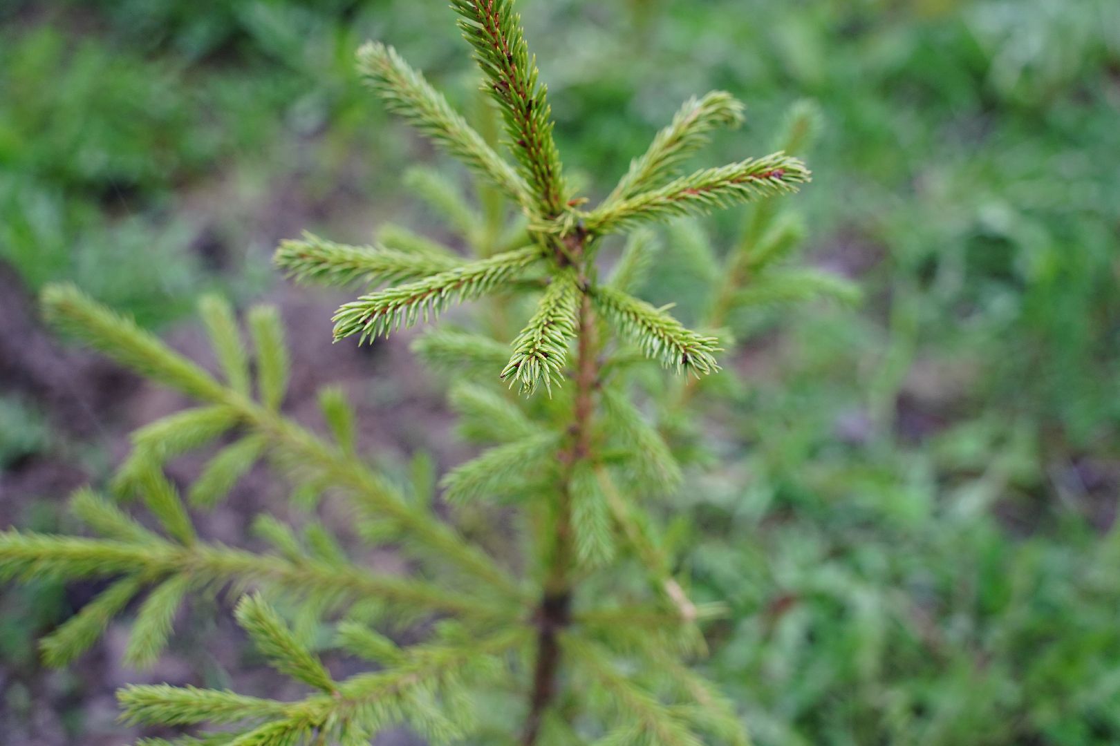 субботник, областной субботник, Рошаль, парк, парк Крестов брод, озеленение,