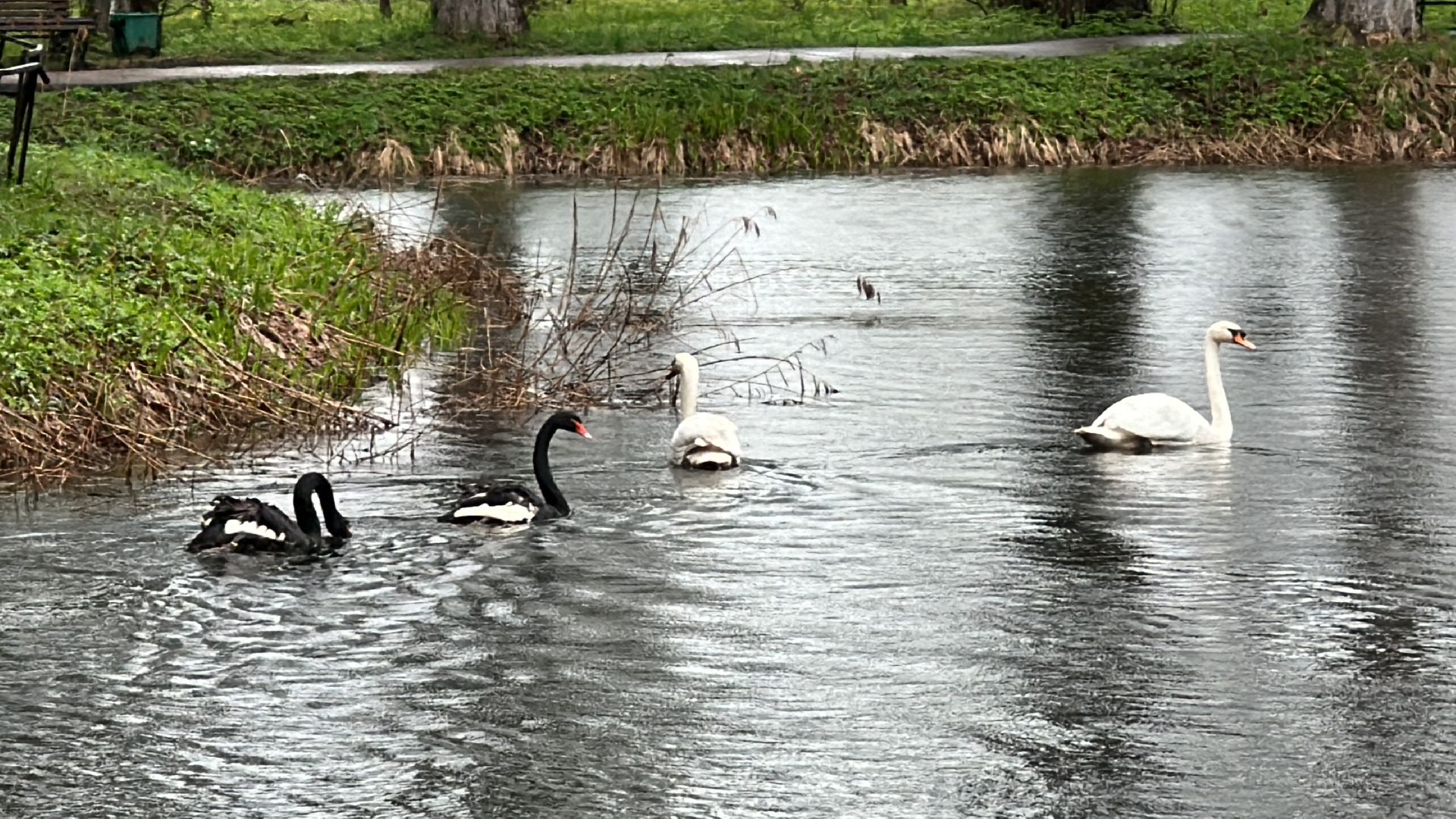Клин, общество, лебеди, люди, весна, отдых на природе,