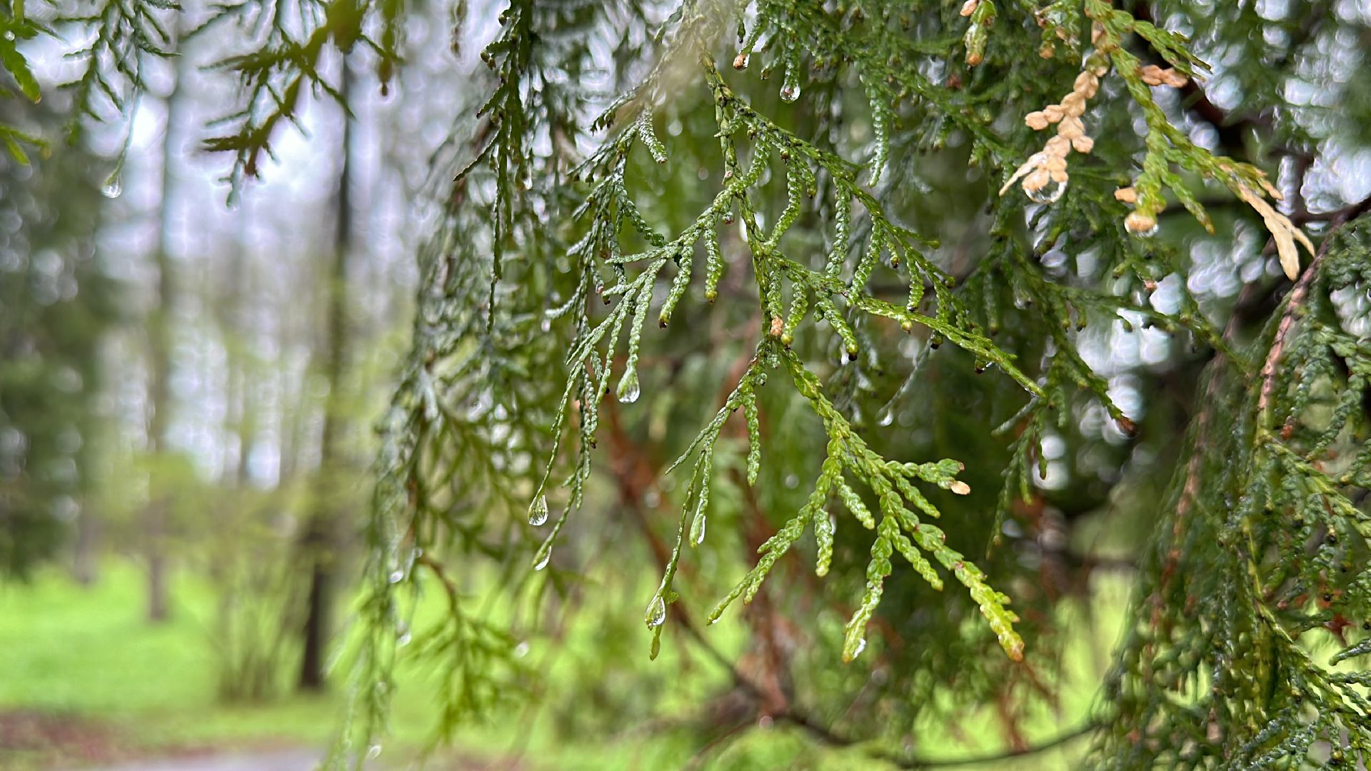 Клин, общество, лебеди, люди, весна, отдых на природе,