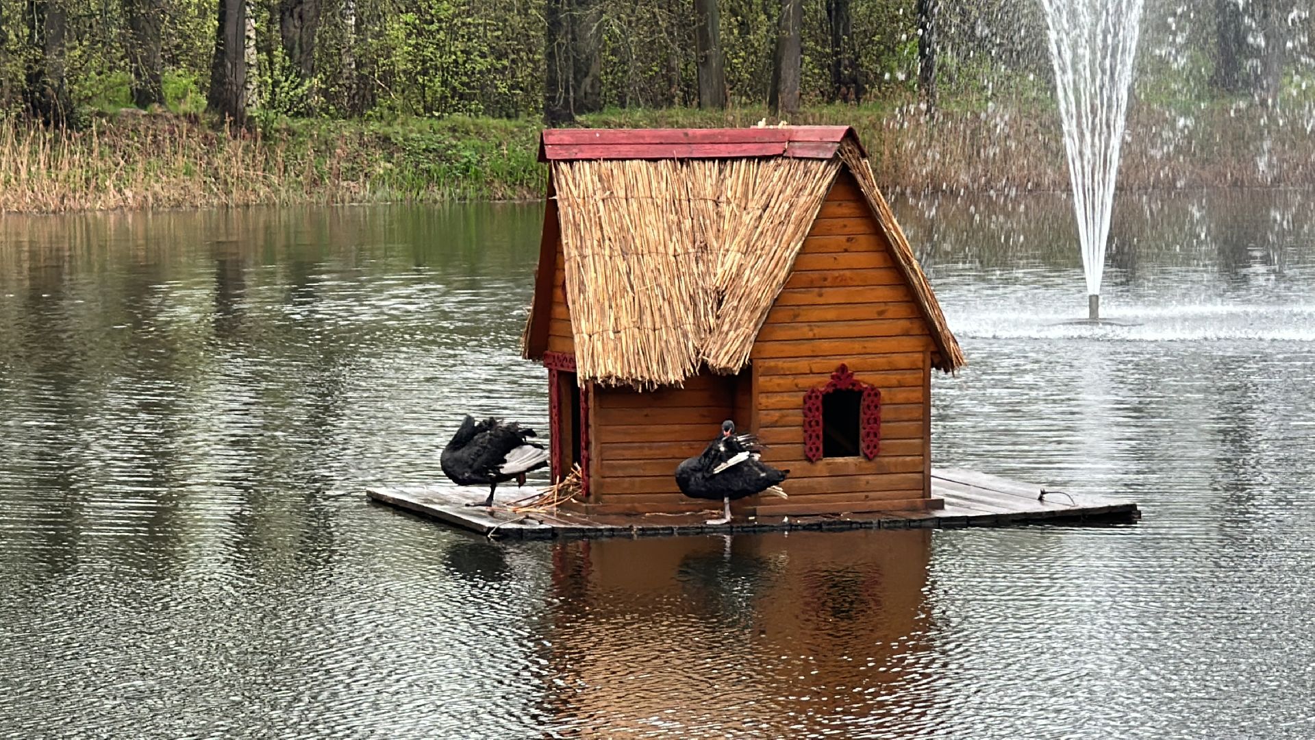 Клин, общество, лебеди, люди, весна, отдых на природе,