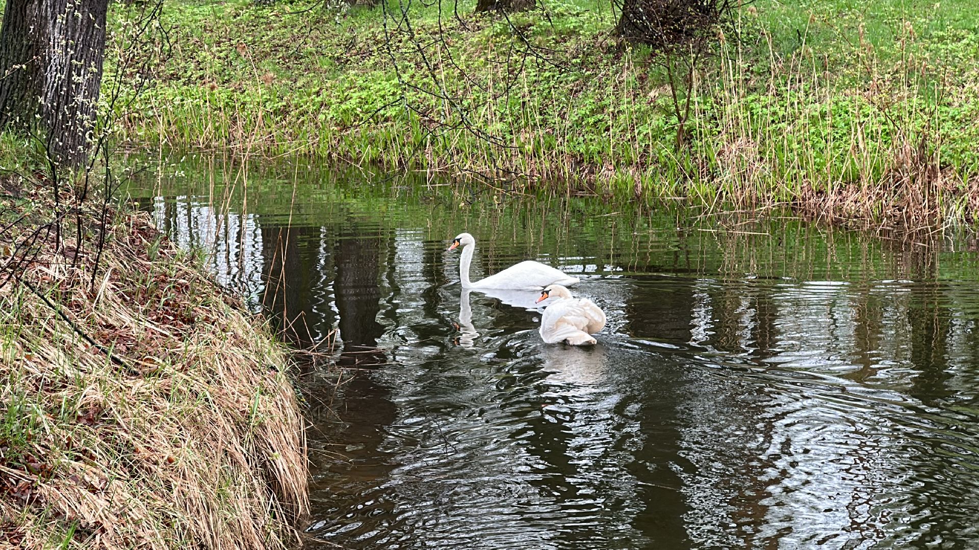 Клин, общество, лебеди, люди, весна, отдых на природе,