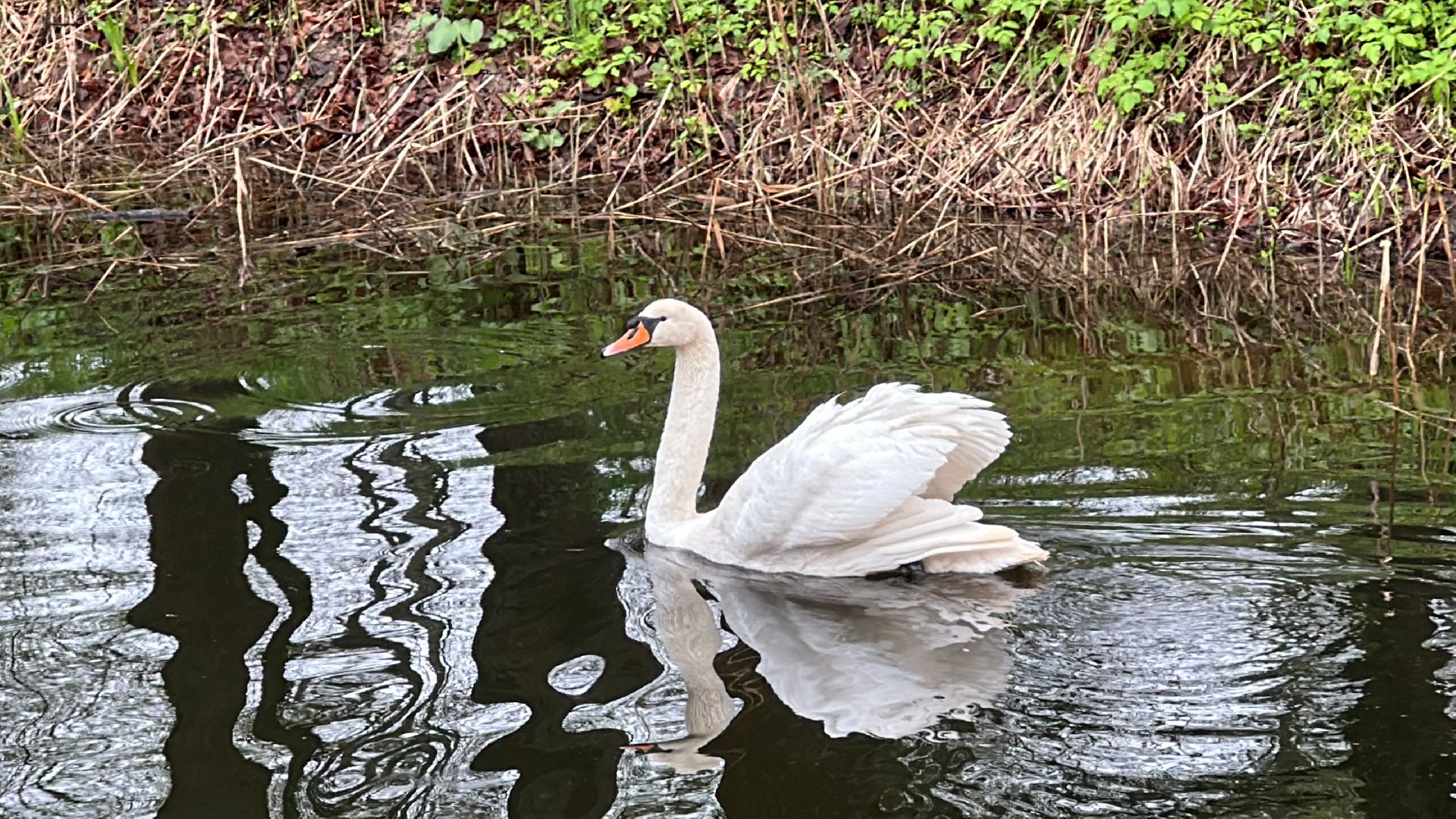 Клин, общество, лебеди, люди, весна, отдых на природе,
