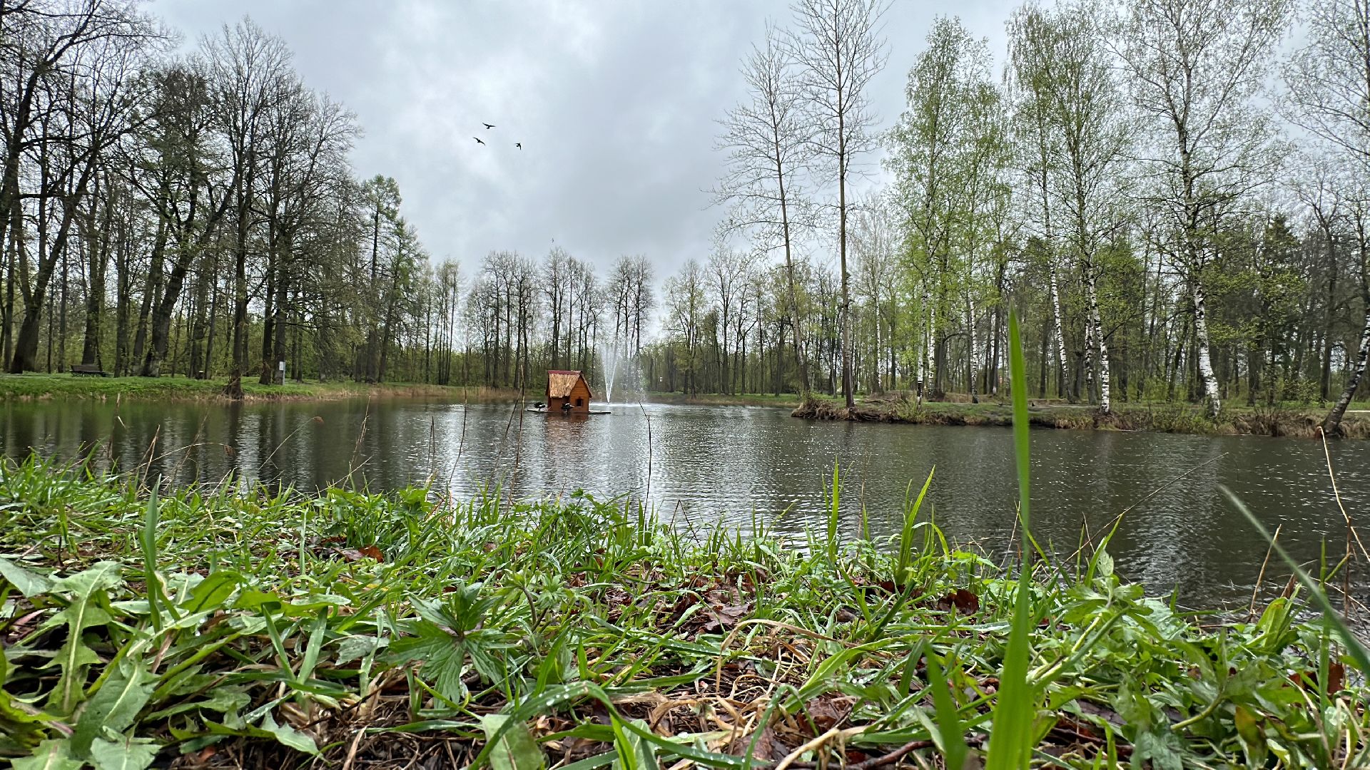 Клин, общество, лебеди, люди, весна, отдых на природе,