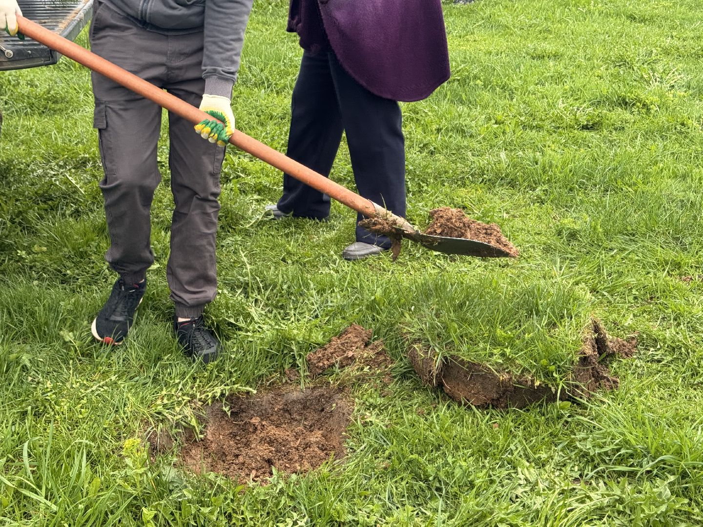 шаховская, день добрых дел, сыроварня, высадка деревьев,