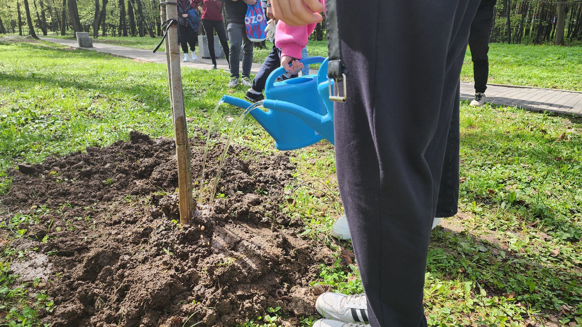 кашира, городской парк, день добрых дел, туи, красный клен, посадка деревьев, благоустройство,