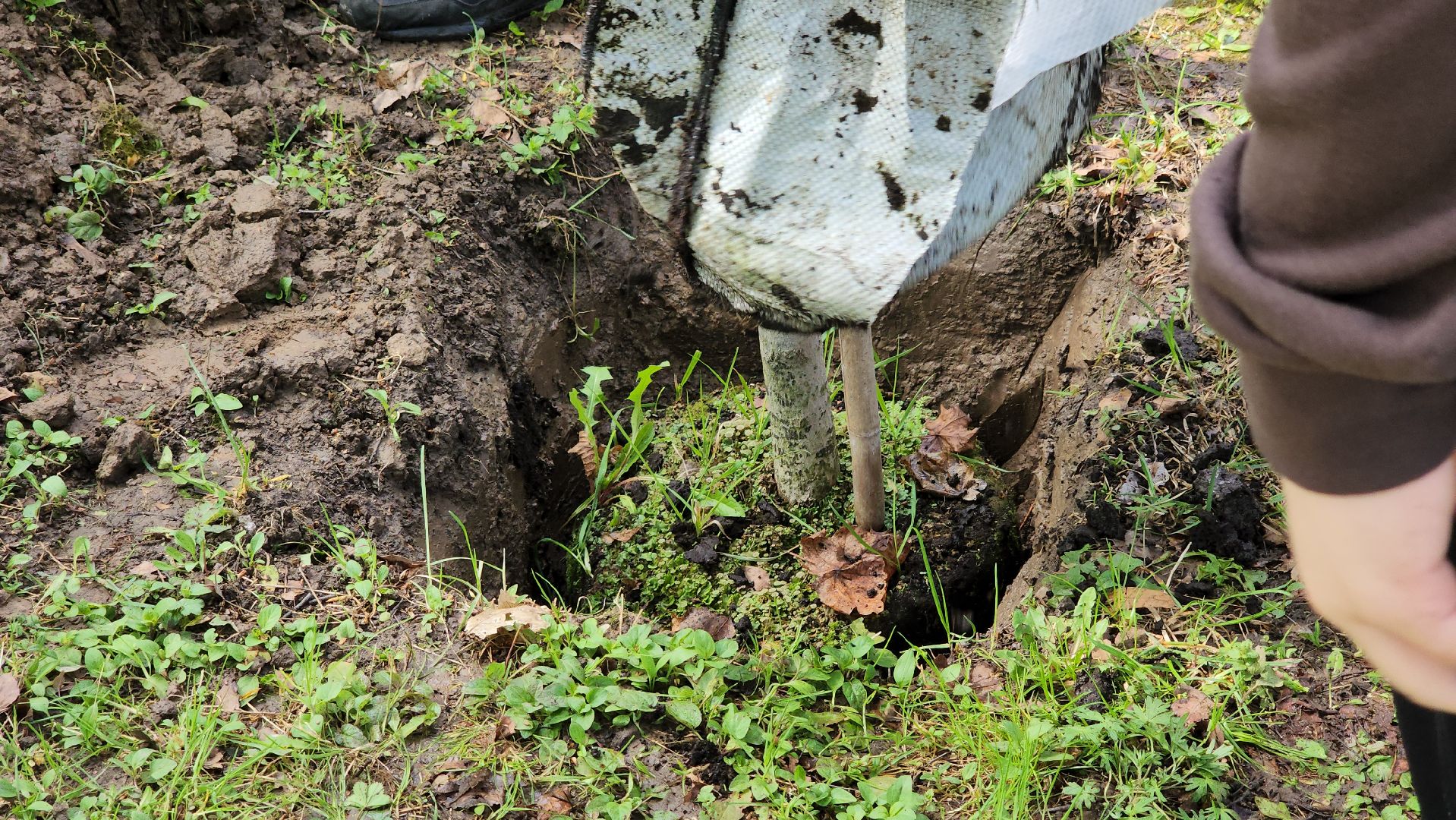 кашира, городской парк, день добрых дел, туи, красный клен, посадка деревьев, благоустройство,