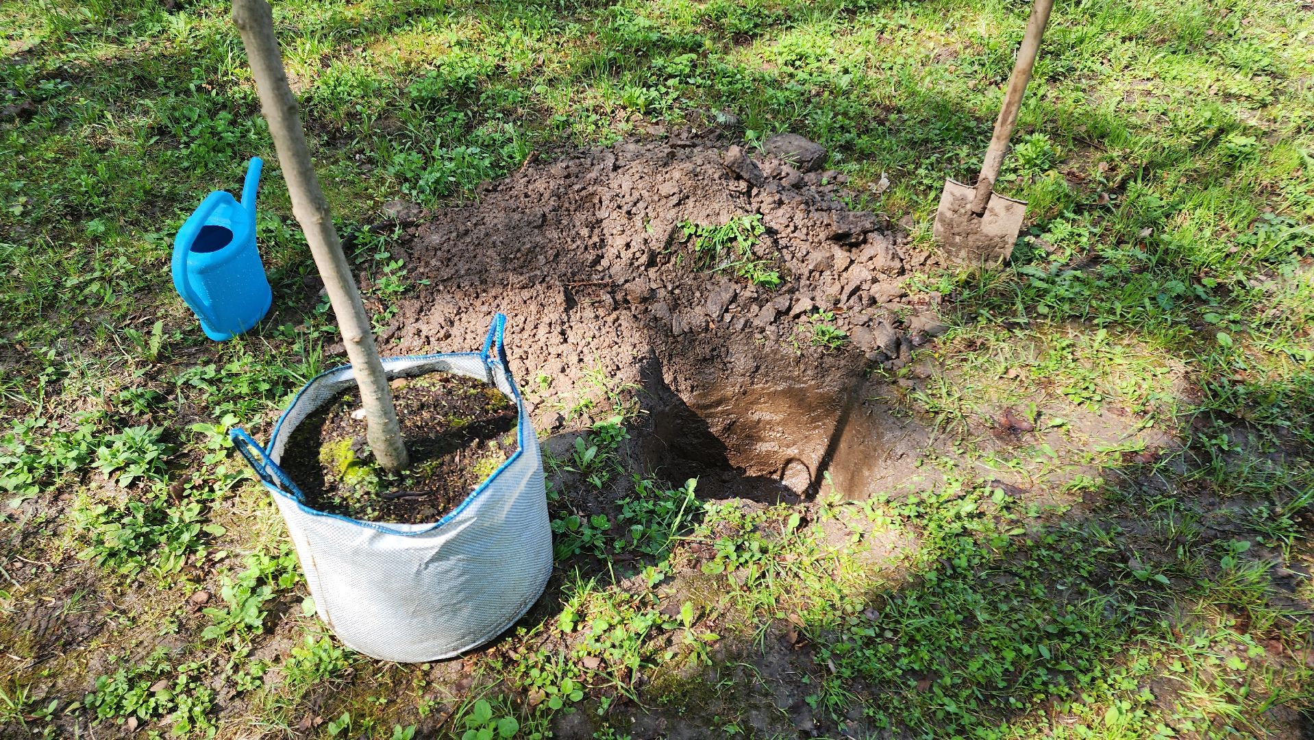 кашира, городской парк, день добрых дел, туи, красный клен, посадка деревьев, благоустройство,