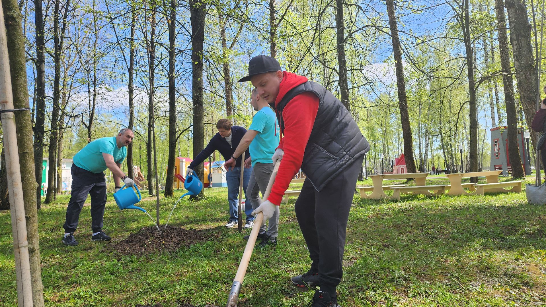 кашира, городской парк, день добрых дел, туи, красный клен, посадка деревьев, благоустройство,