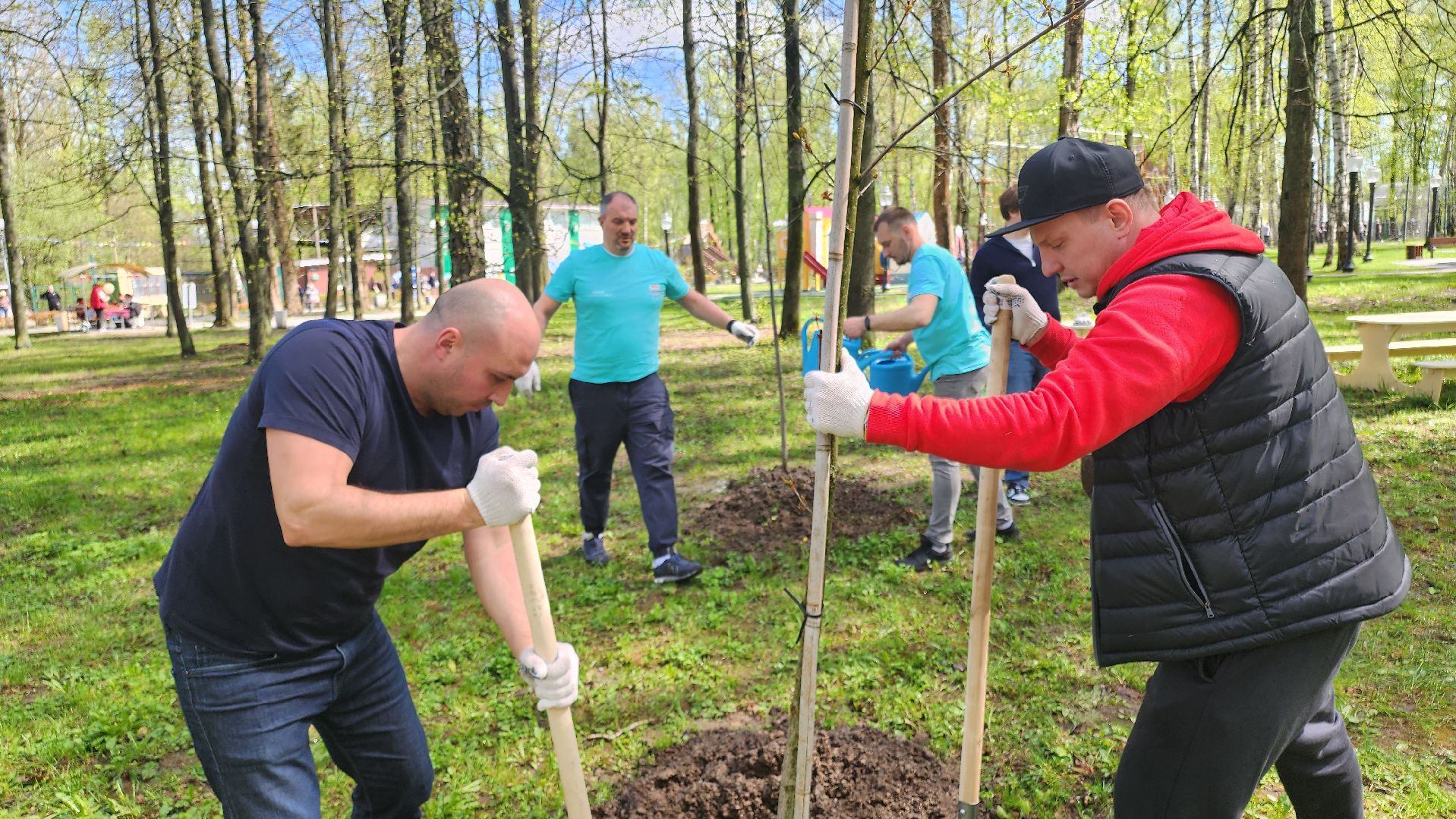 кашира, городской парк, день добрых дел, туи, красный клен, посадка деревьев, благоустройство,