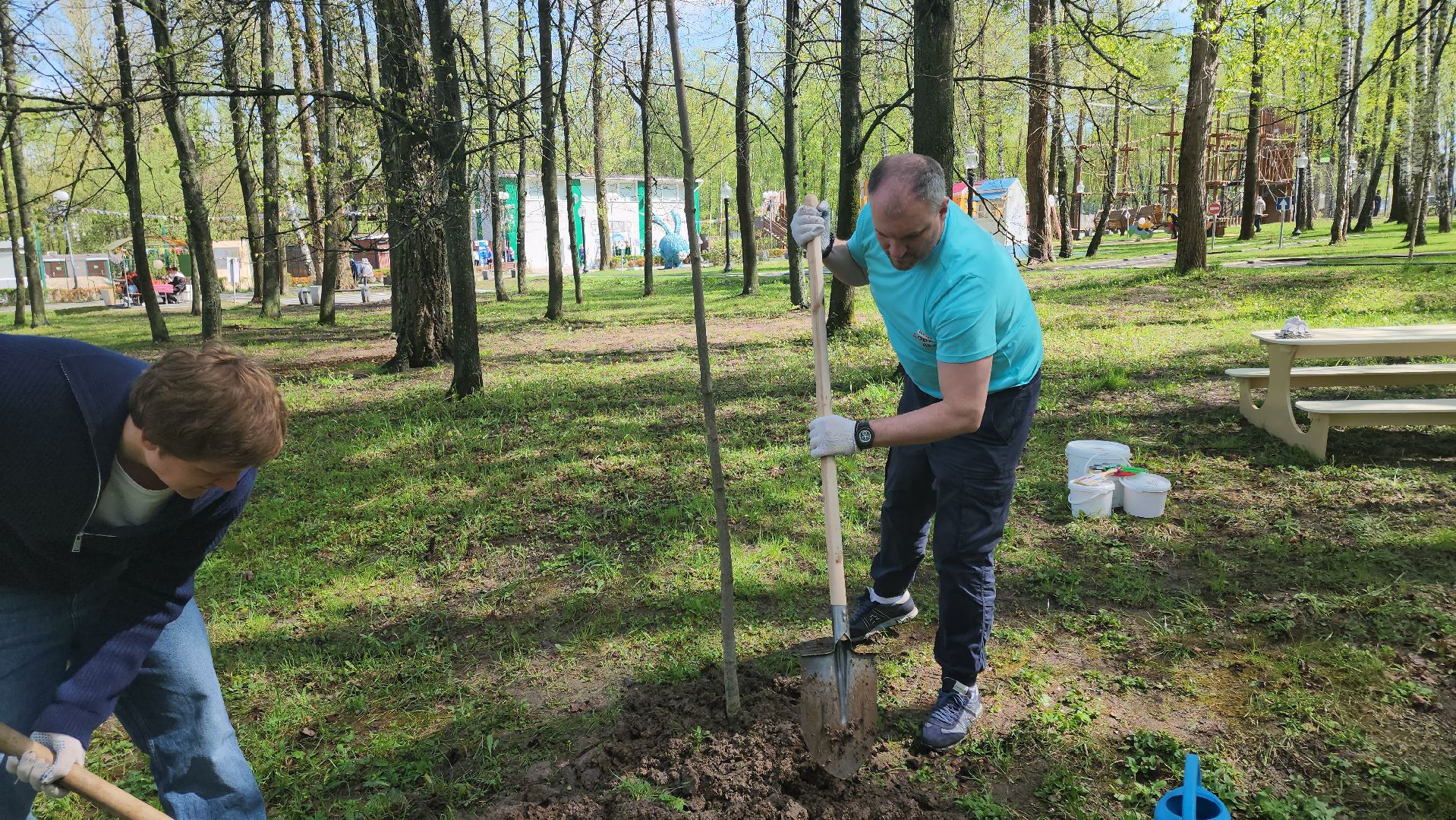кашира, городской парк, день добрых дел, туи, красный клен, посадка деревьев, благоустройство,