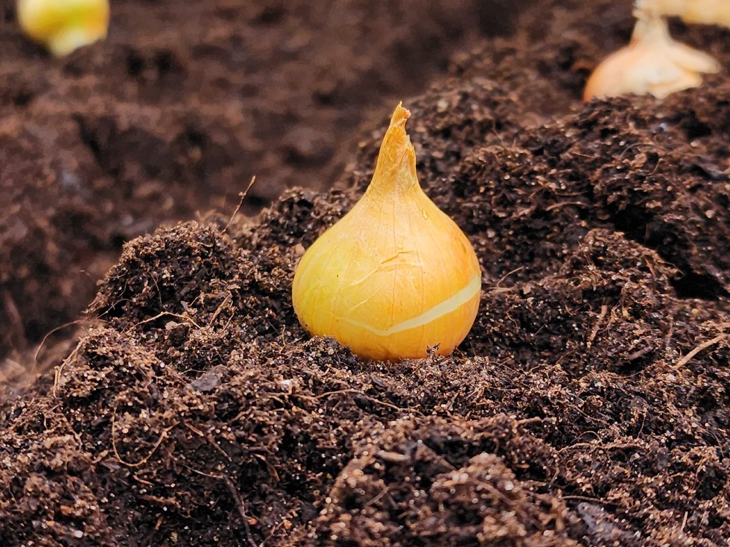 Парк, парк городок, общественный огород, субботник, день добрых дел, руза, рузский городской округ,