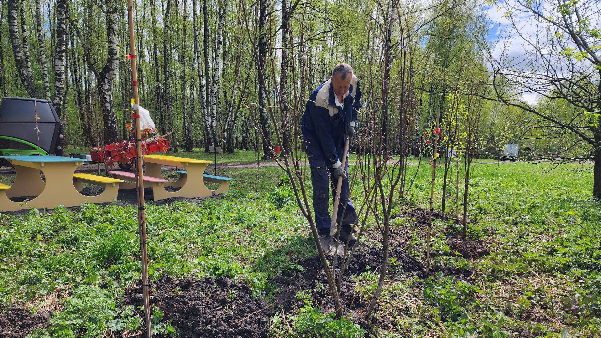 день добрых дел, деревья, акция,