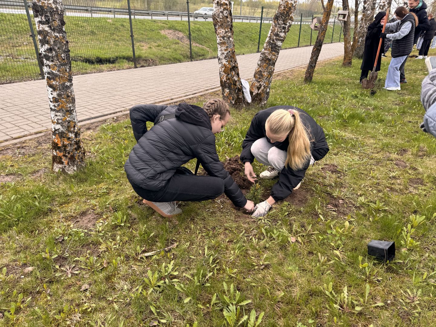 шаховская, день добрых дел, высадка деревьев, акция, акция в городском парке,