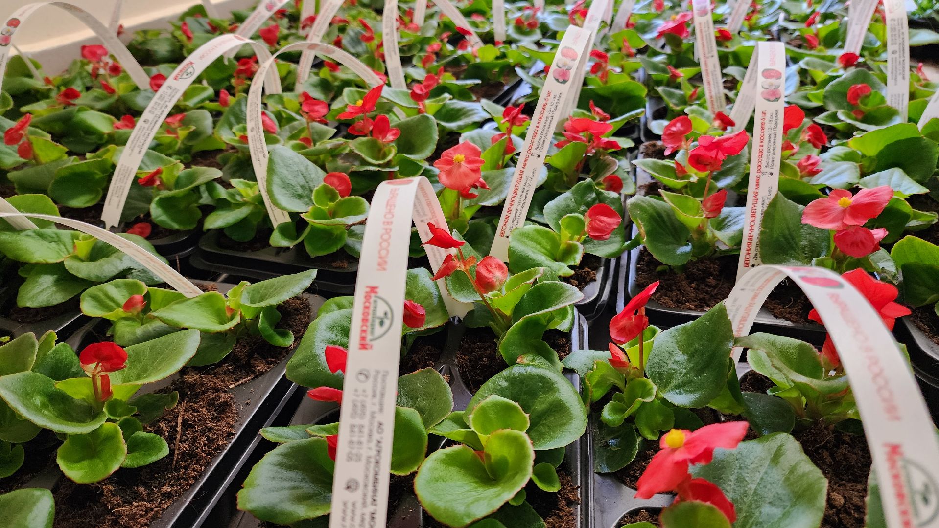 Подольск, гимназия им подольских курсантов, день добрых дел, память о погибших,