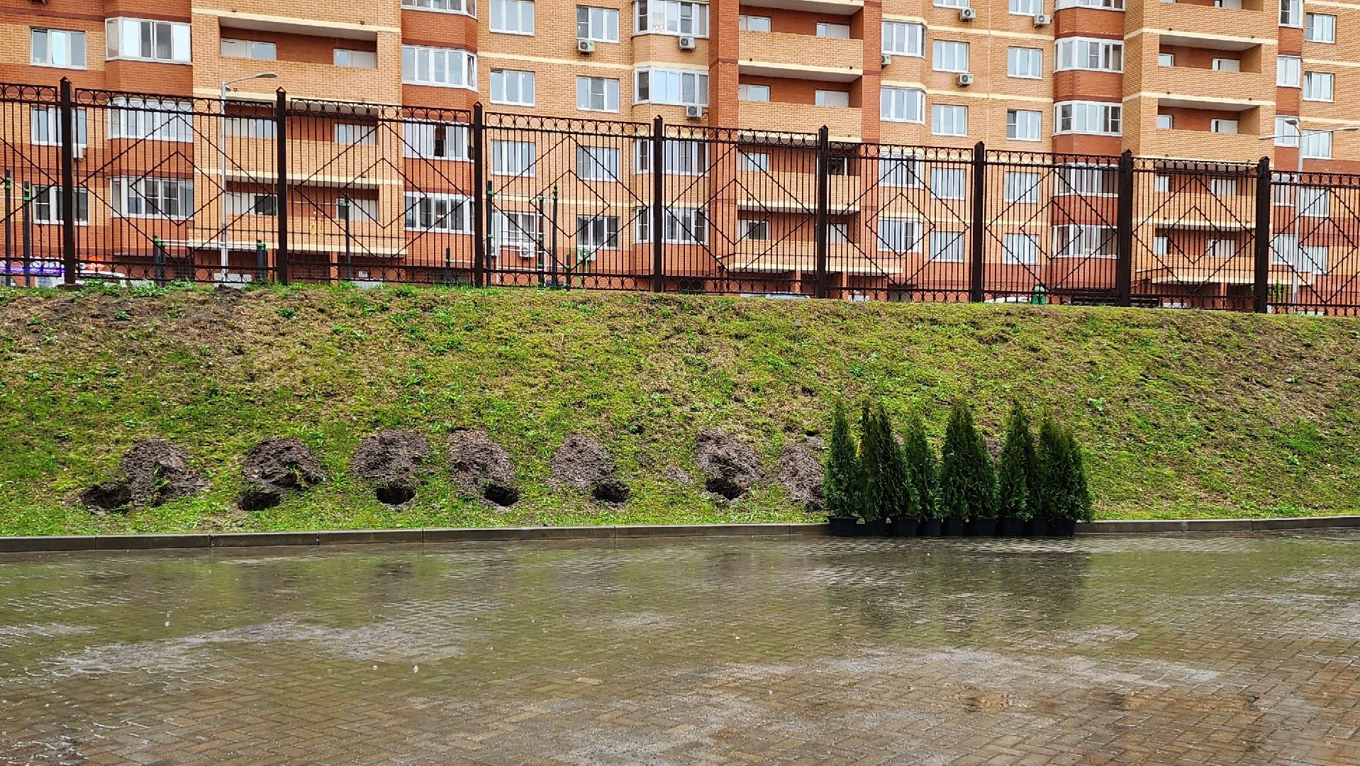 день добрый дел, общероссийский субботник, посадка деревьев,