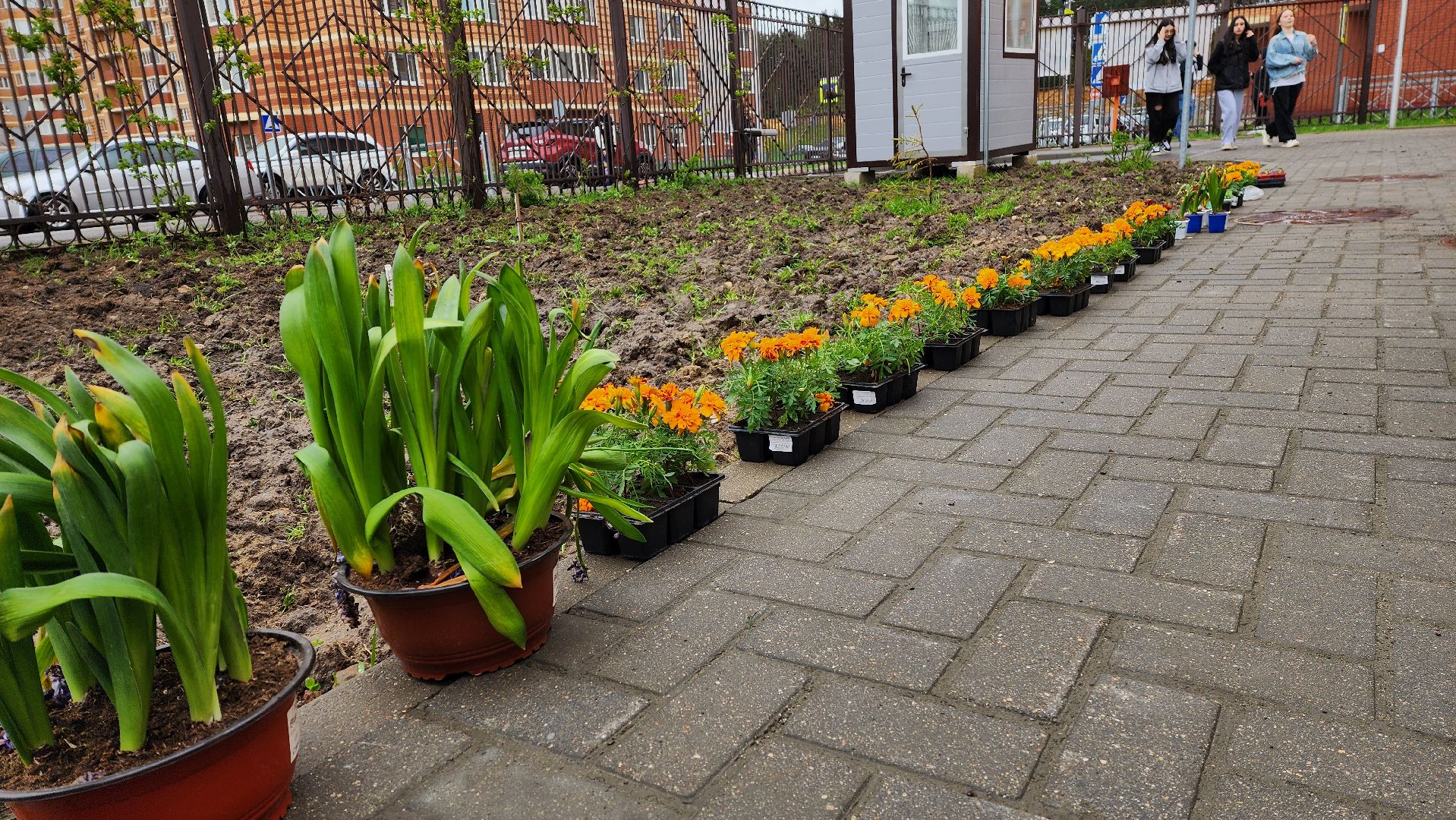 день добрый дел, общероссийский субботник, посадка деревьев,