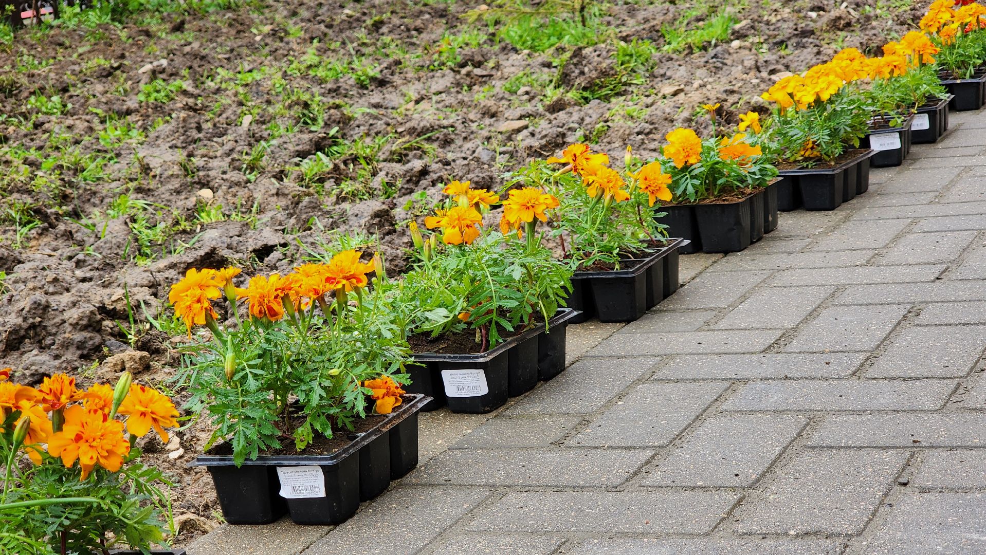 день добрый дел, общероссийский субботник, посадка деревьев,