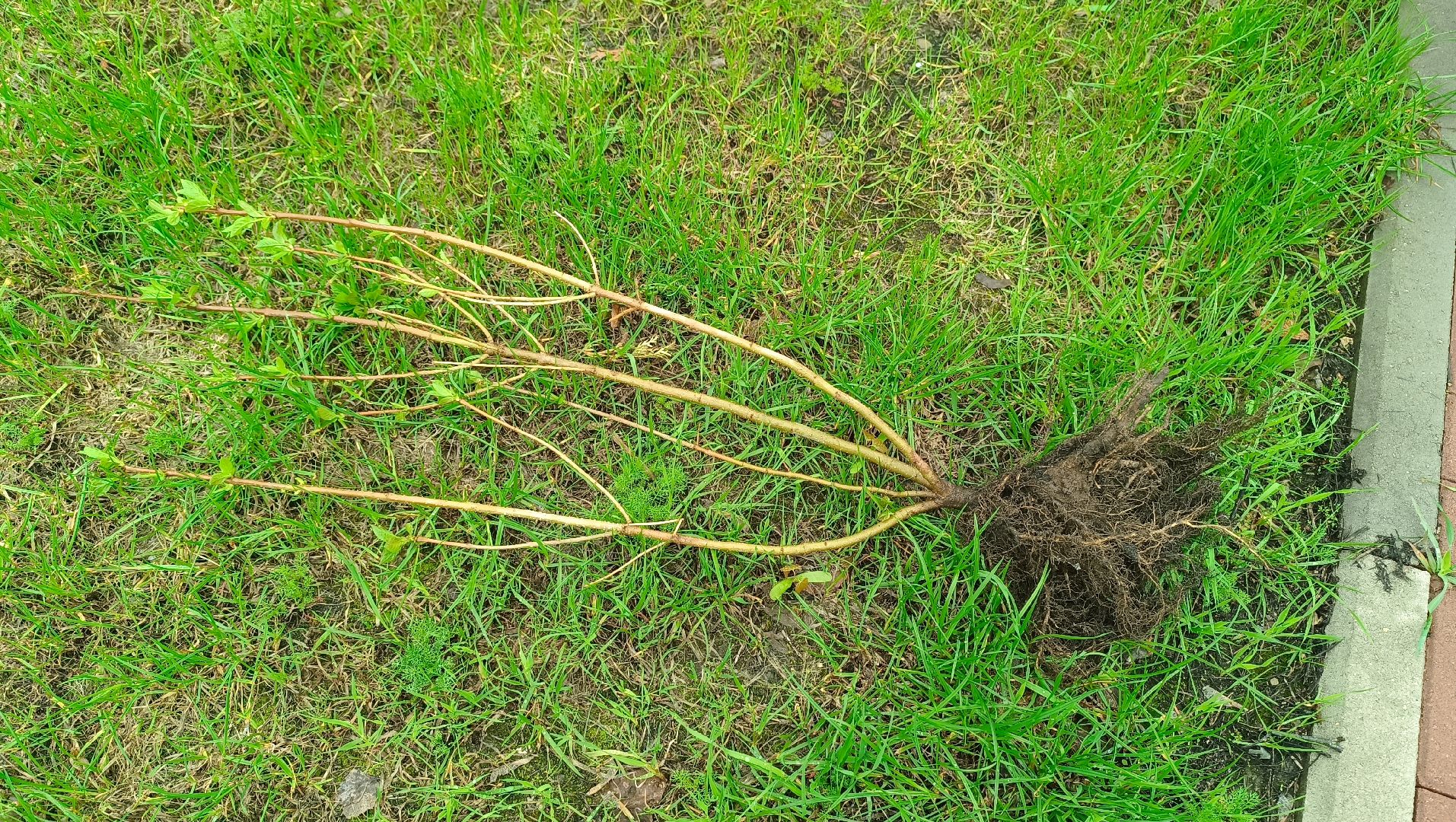 экология, посадка деревьев, школа,