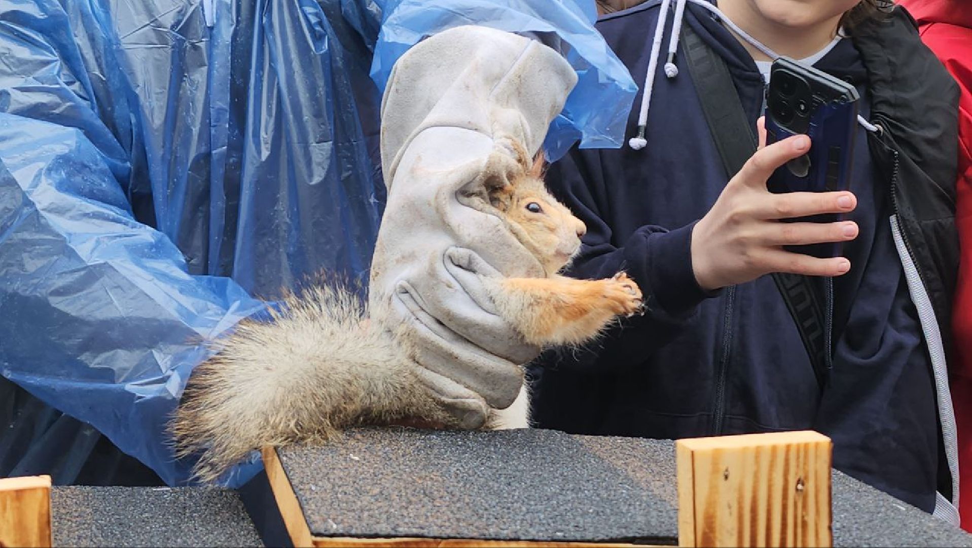 глава городского округа люберцы владимир волков, Центральный парк Люберец, Беличья тропа, белки,
