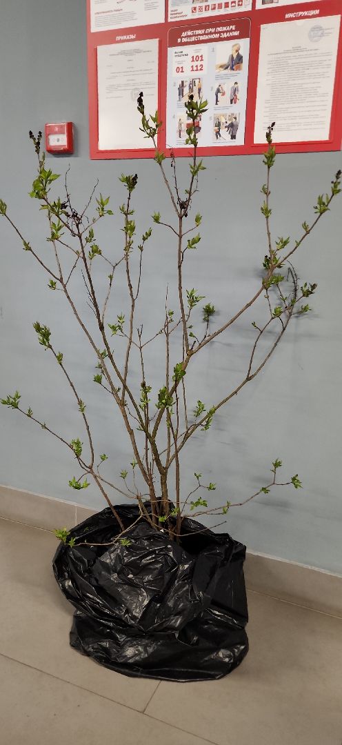 электросталь, мой город, жители города, акция, акция доброе дело, день добрых дел, гимназия 9, школьники, посадка деревьев,