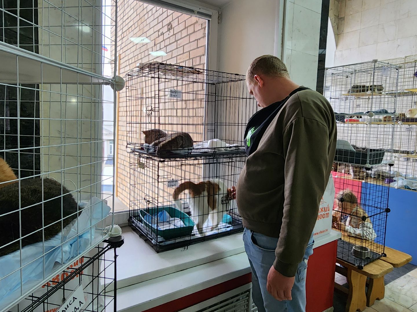 ногинск, кошки, приют, кошачий приют, гормон счастья, молодежный центр,