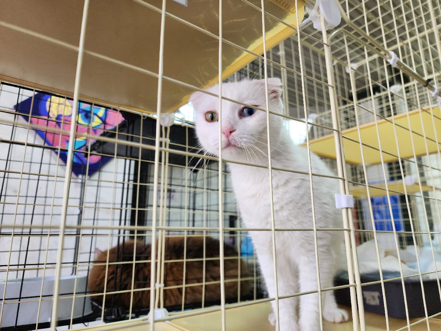 ногинск, кошки, приют, кошачий приют, гормон счастья, молодежный центр,