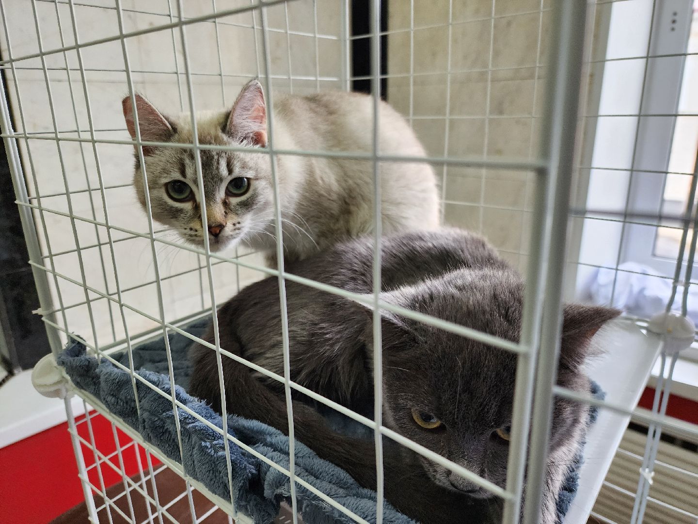 ногинск, кошки, приют, кошачий приют, гормон счастья, молодежный центр,