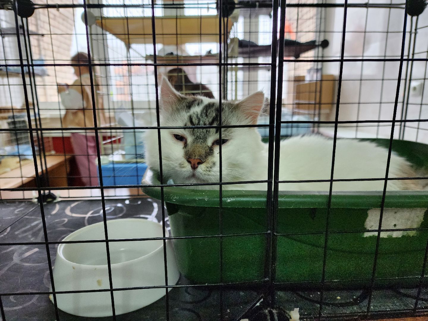 ногинск, кошки, приют, кошачий приют, гормон счастья, молодежный центр,