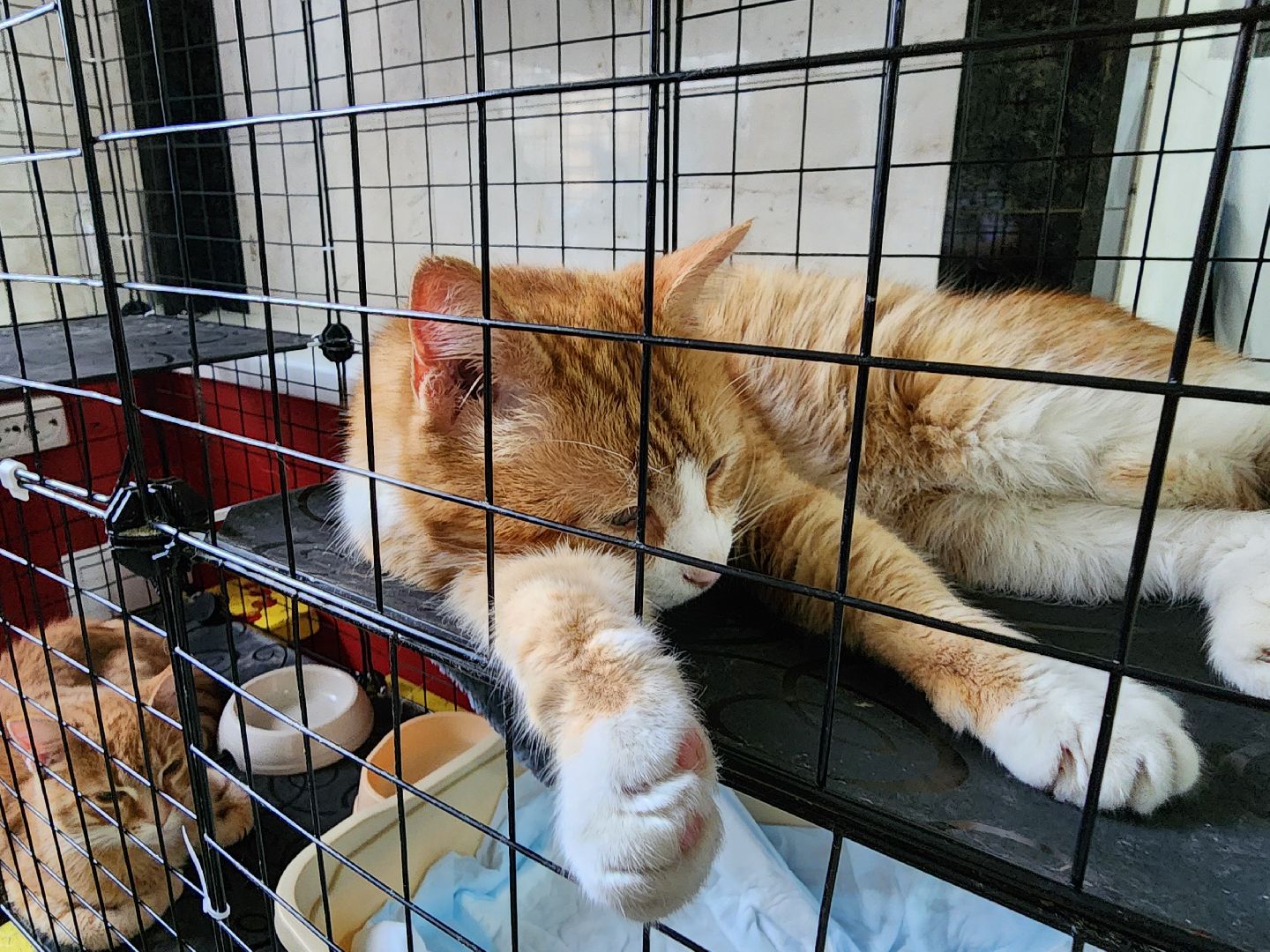 ногинск, кошки, приют, кошачий приют, гормон счастья, молодежный центр,