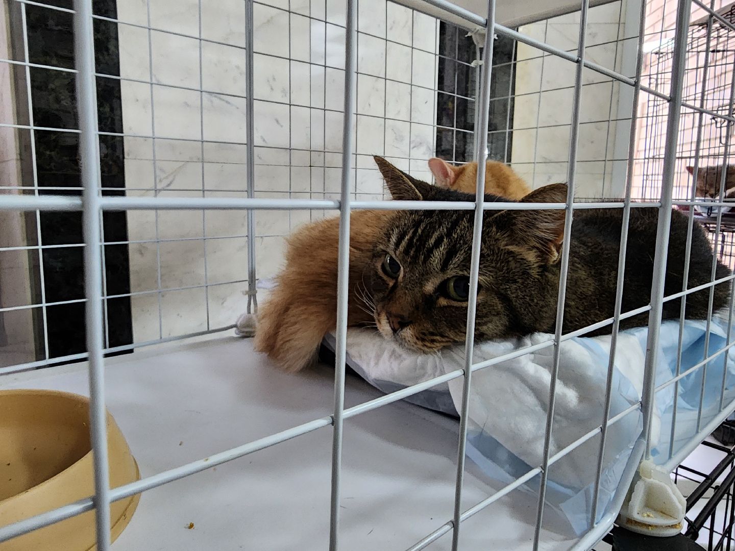 ногинск, кошки, приют, кошачий приют, гормон счастья, молодежный центр,