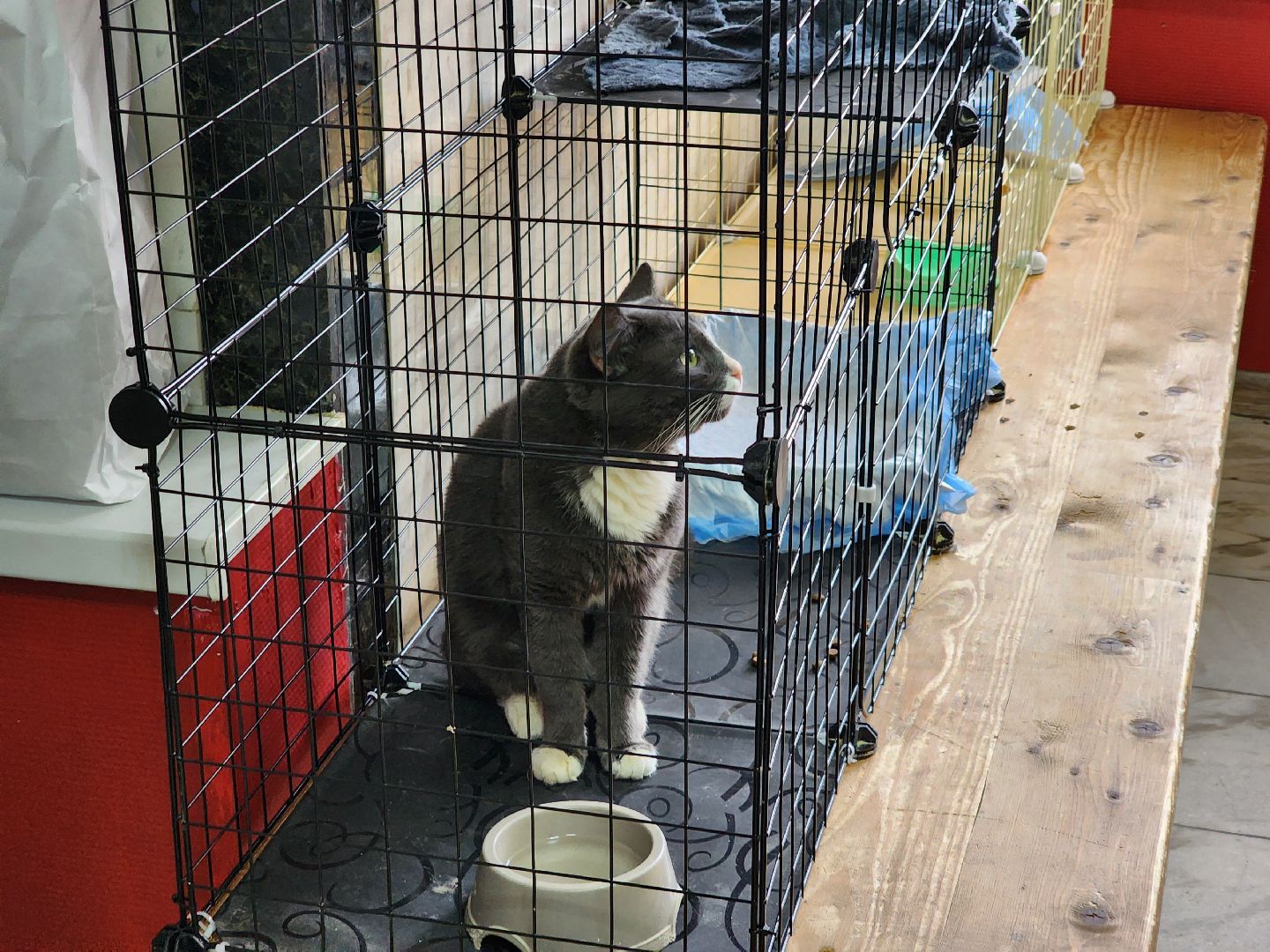 ногинск, кошки, приют, кошачий приют, гормон счастья, молодежный центр,