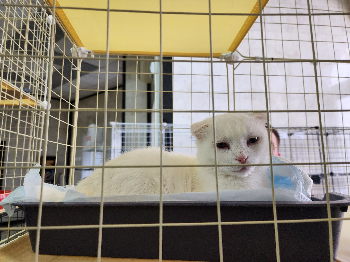 ногинск, кошки, приют, кошачий приют, гормон счастья, молодежный центр,