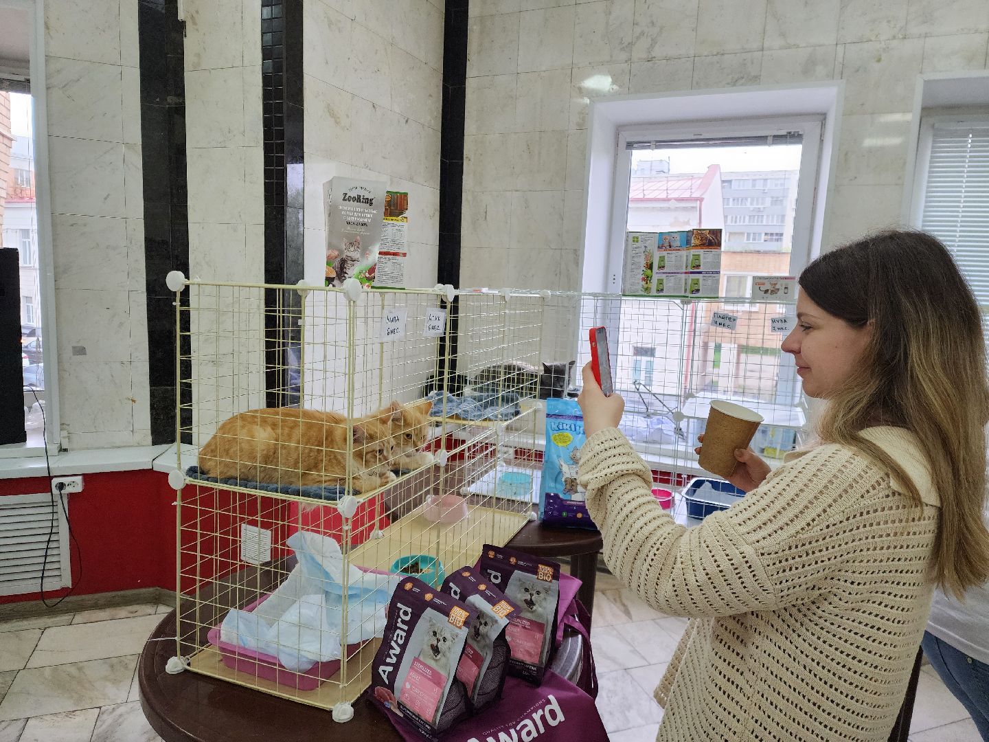 ногинск, кошки, приют, кошачий приют, гормон счастья, молодежный центр,