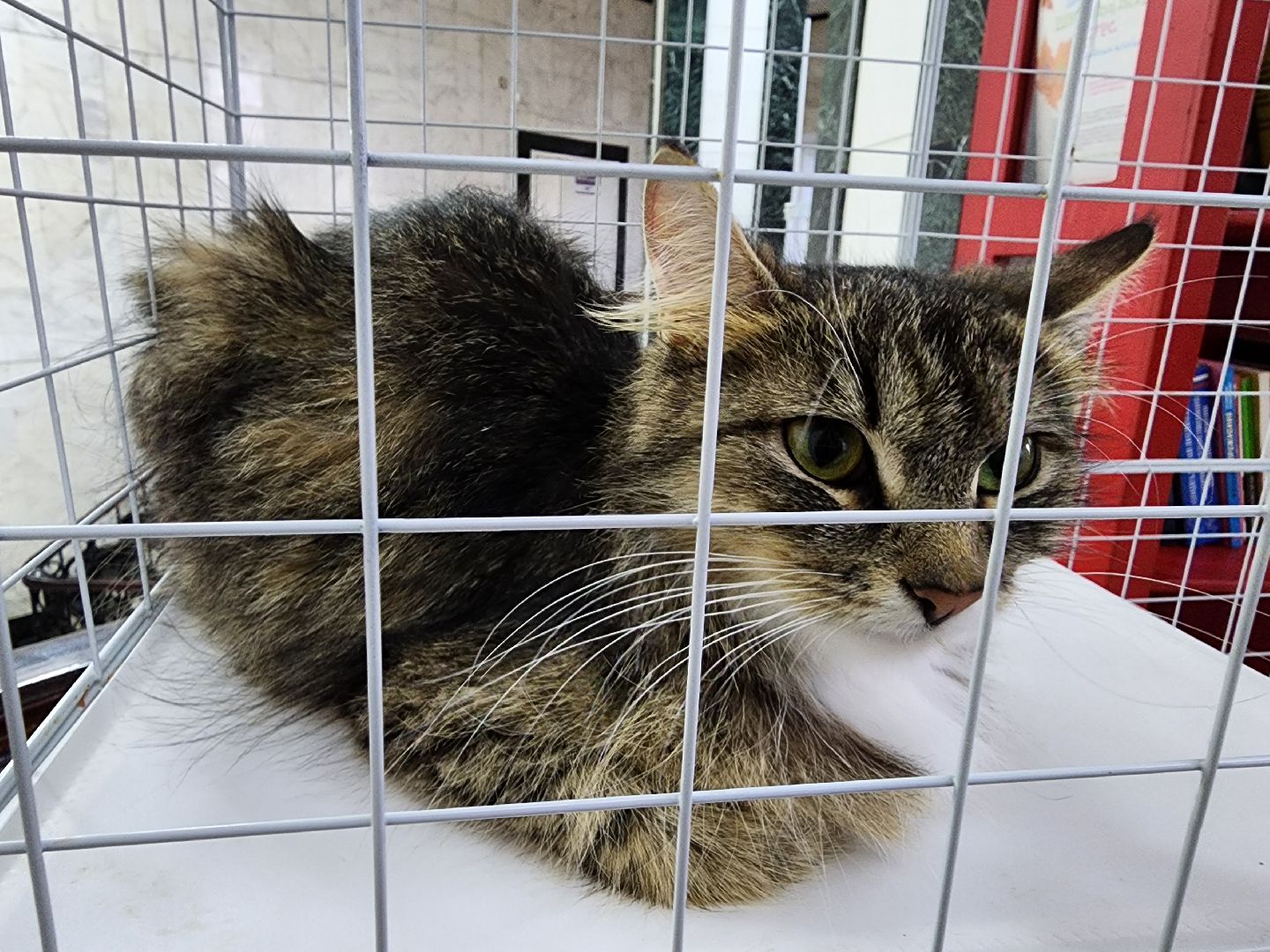 ногинск, кошки, приют, кошачий приют, гормон счастья, молодежный центр,